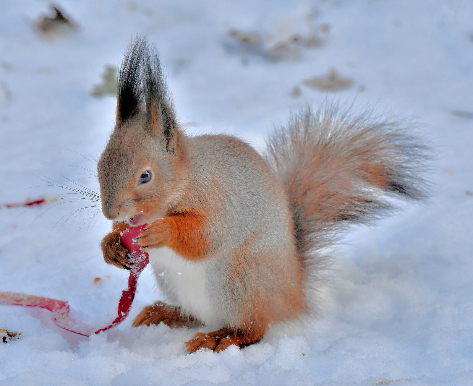 Valokuvaaja: Reijo Juurinen Valokuvaaja: Reijo Juurinen