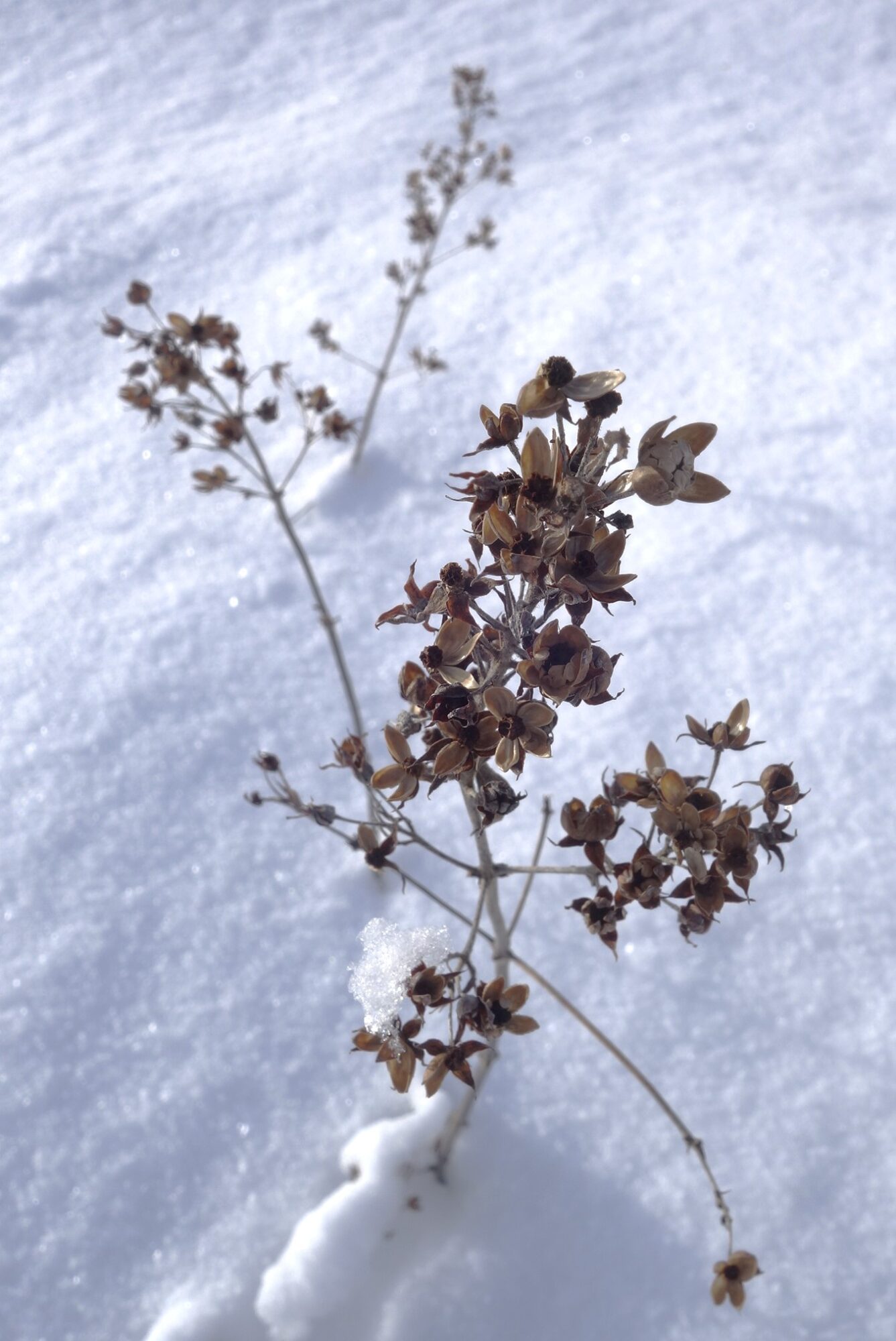 Valokuvaaja: Kaarina Heiskanen Valokuvaaja: Kaarina Heiskanen