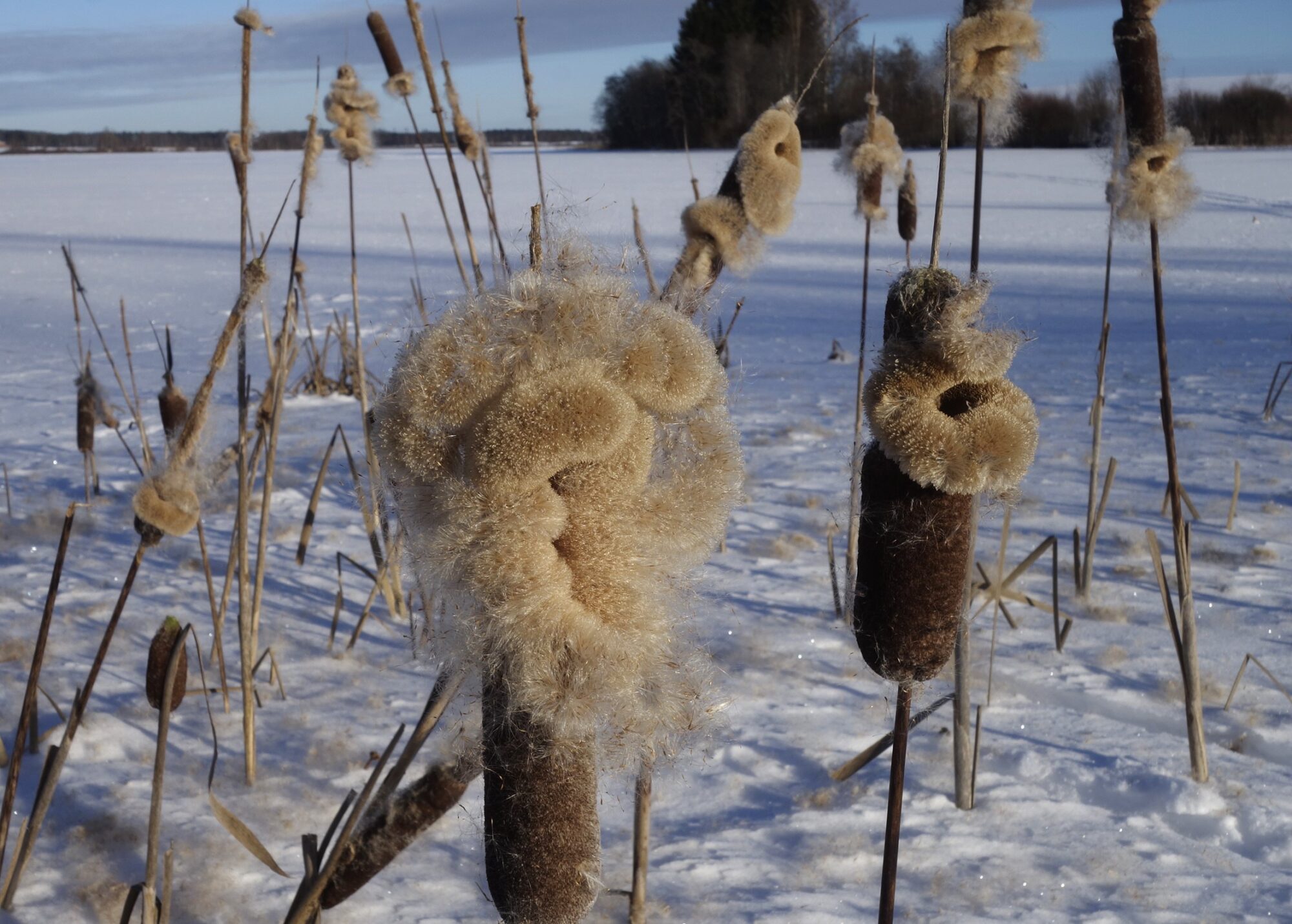 Valokuvaaja: Kaarina Heiskanen Valokuvaaja: Kaarina Heiskanen