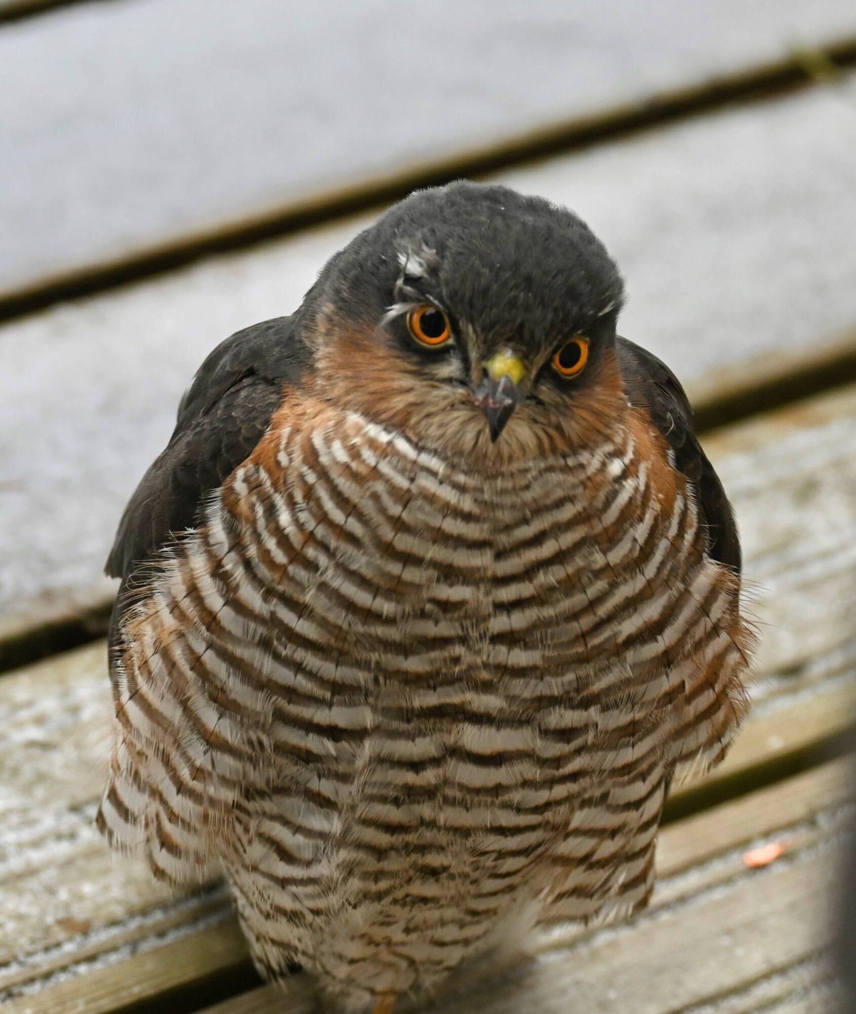 Valokuvaaja: Emilia Miettinen