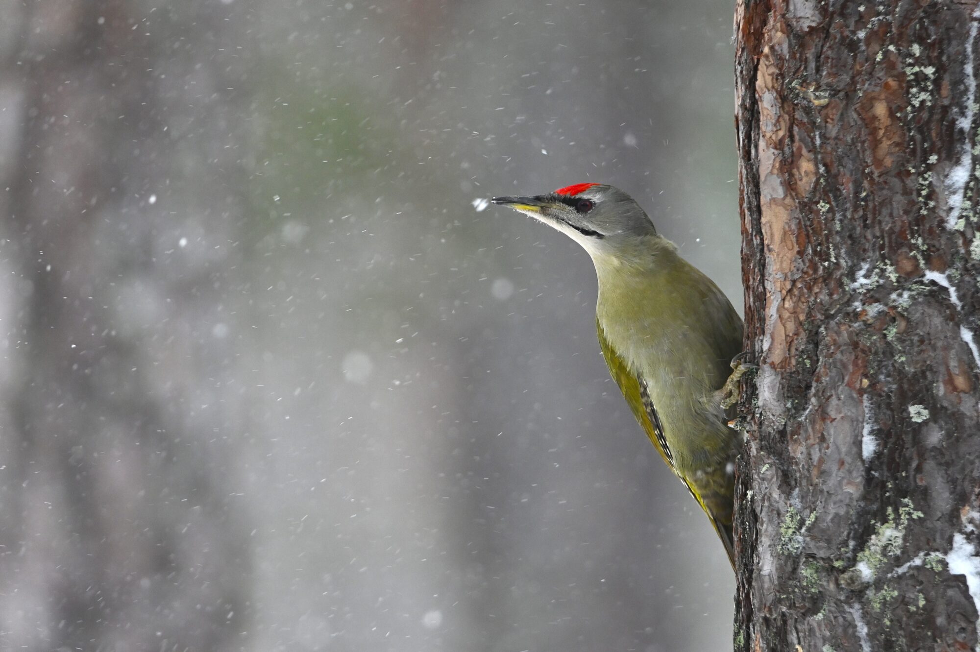 Valokuvaaja: Maarit Siitonen