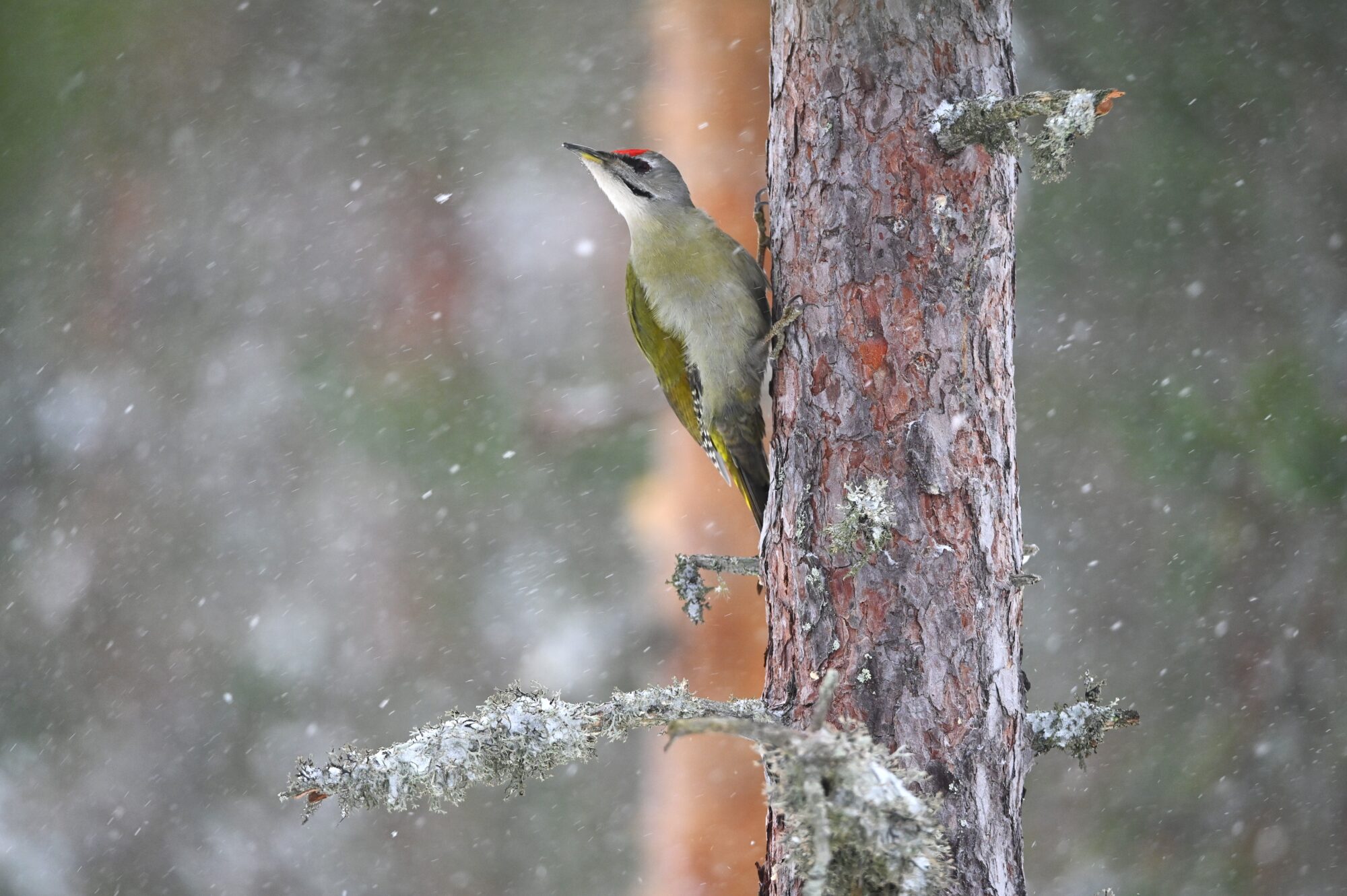 Valokuvaaja: Maarit Siitonen