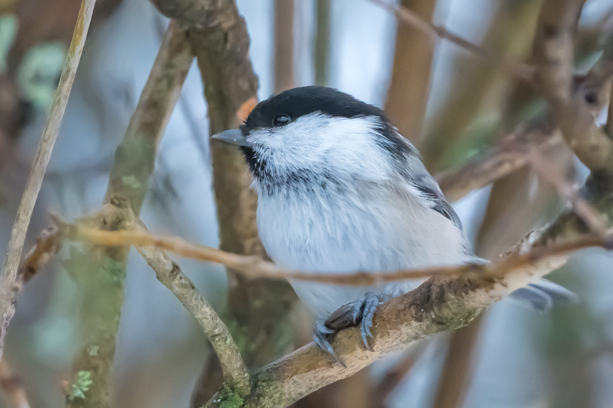 Valokuvaaja: Markku Saarinen Valokuvaaja: Markku Saarinen