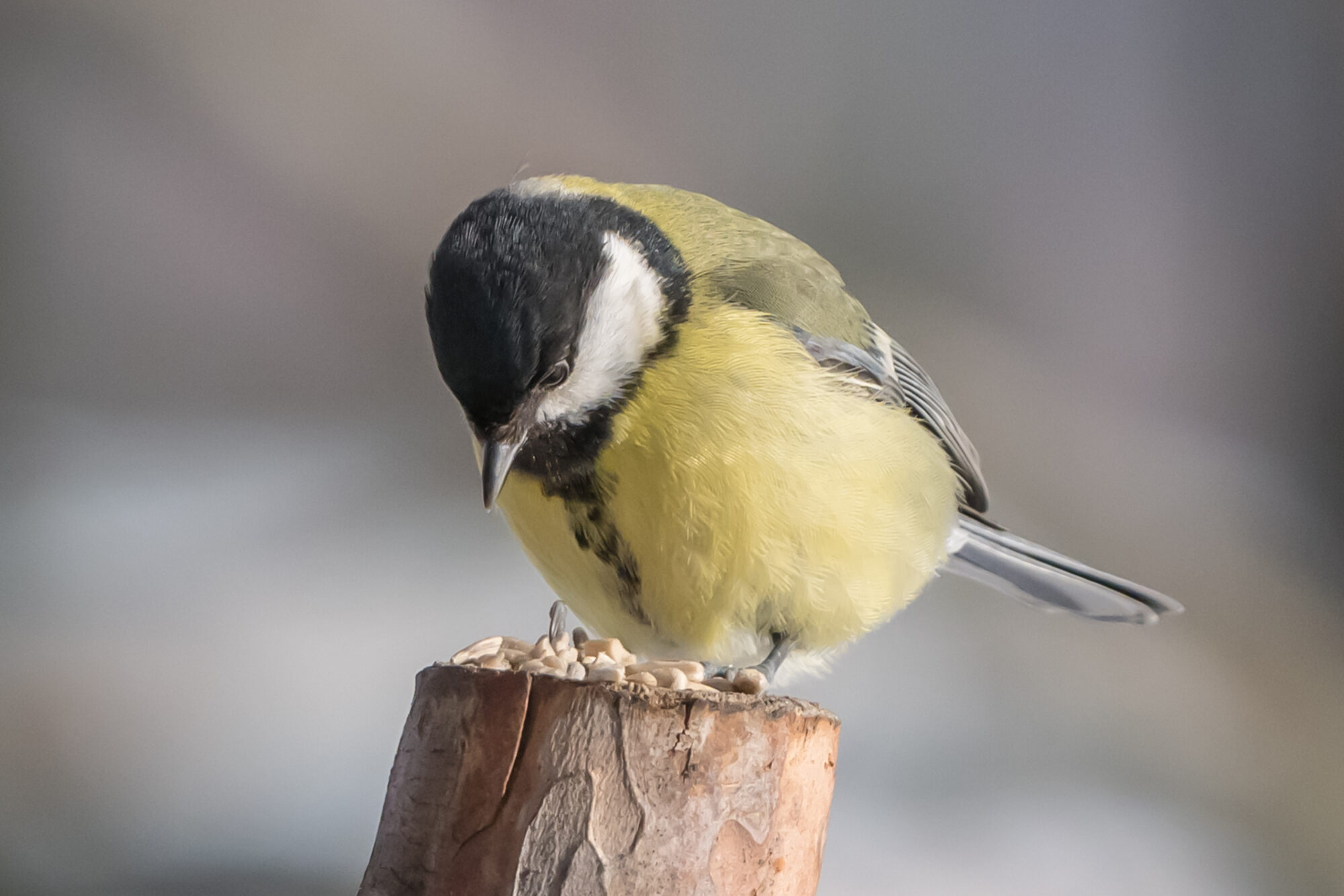 Valokuvaaja: Markku Saarinen