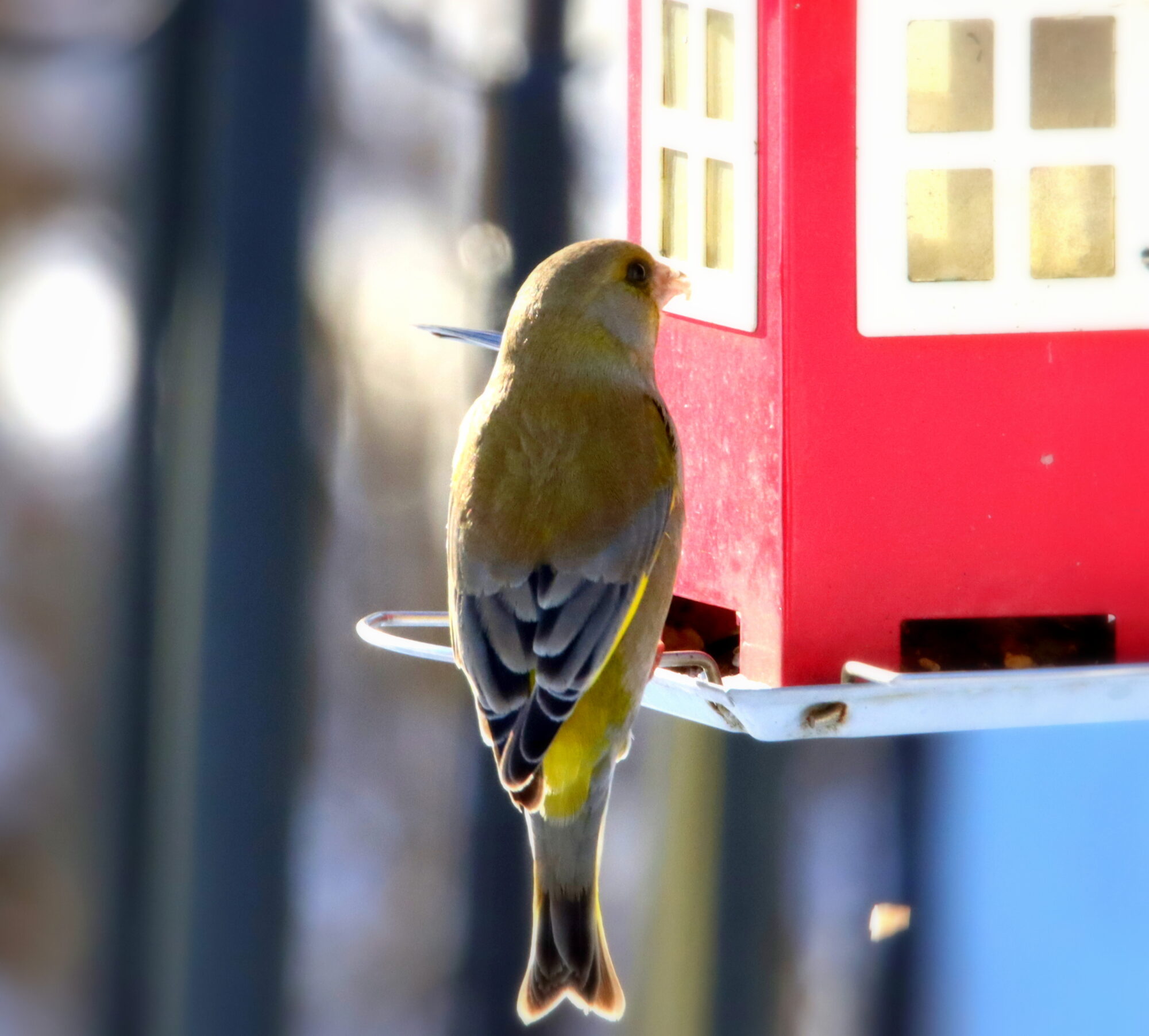Valokuvaaja: Irja Lehtinen