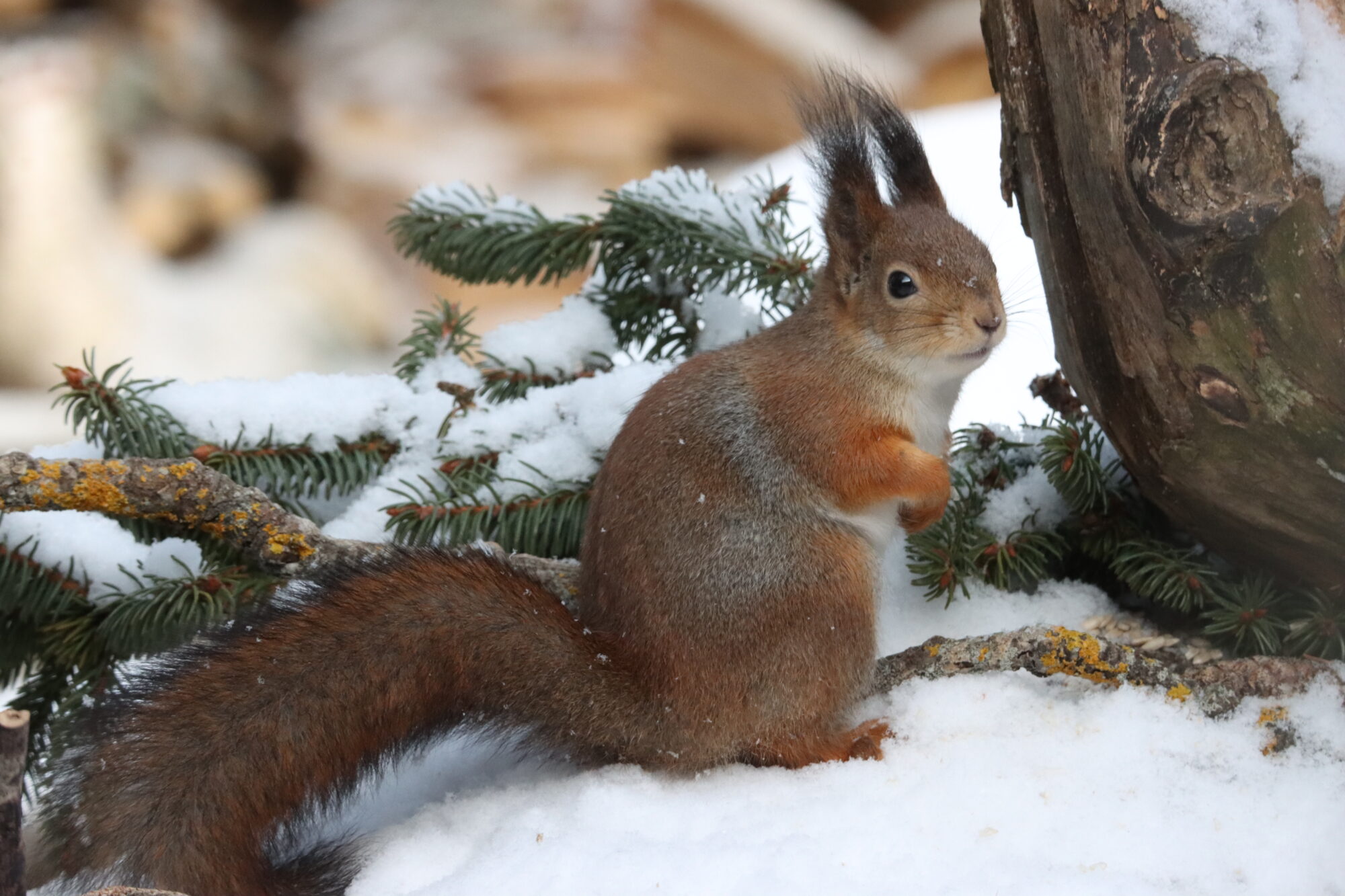 Valokuvaaja: Irja Lehtinen Valokuvaaja: Irja Lehtinen