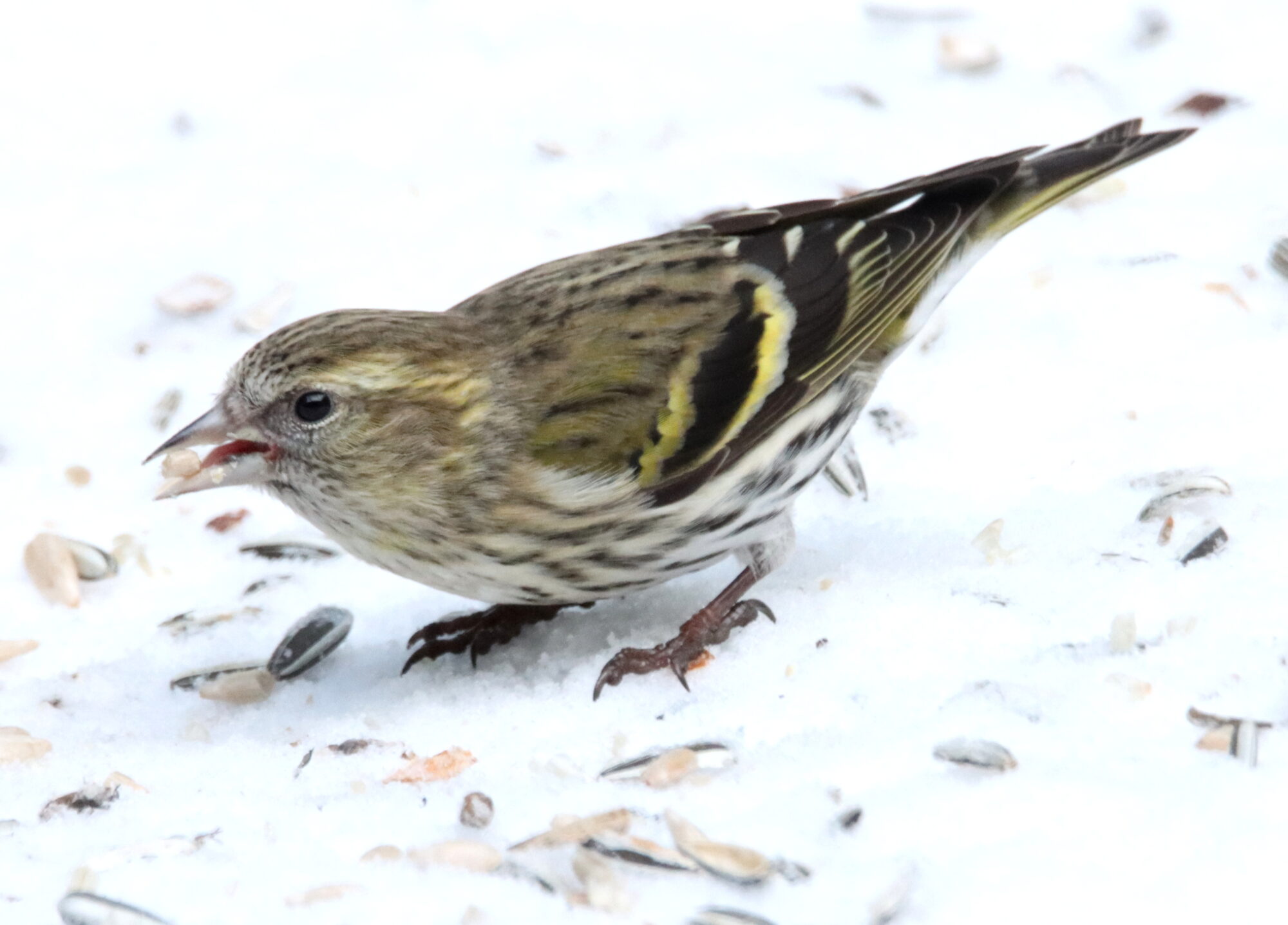 Valokuvaaja: Irja Lehtinen
