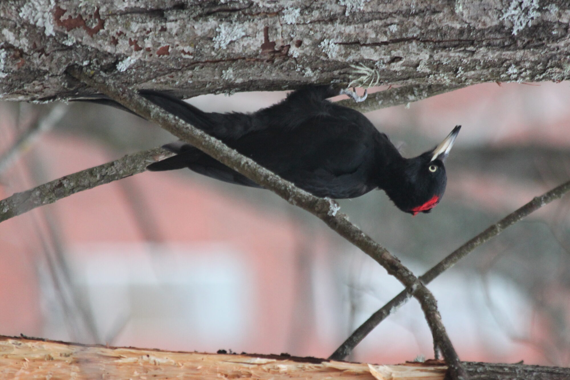 Valokuvaaja: Matti Jäntti