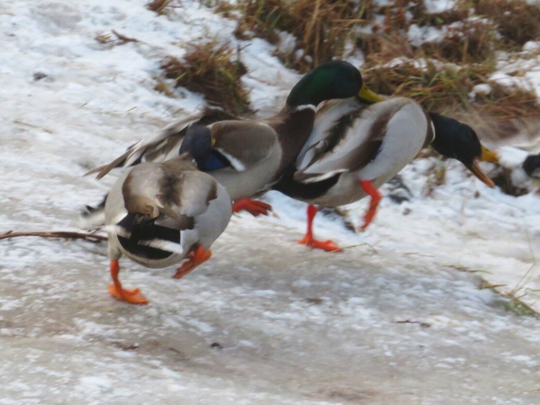 Valokuvaaja: Risto Kangassalo
