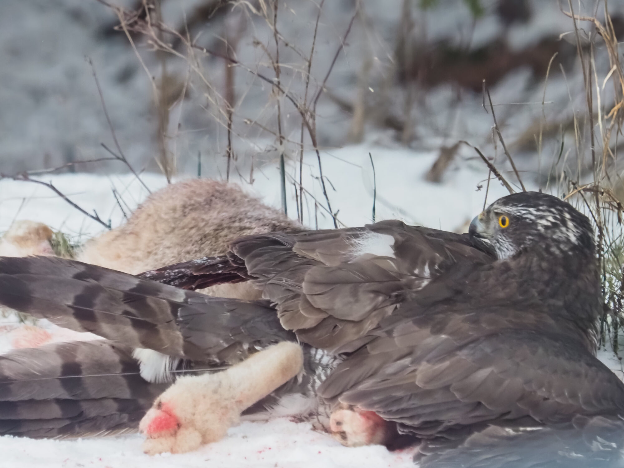 Valokuvaaja: Auli Säisä