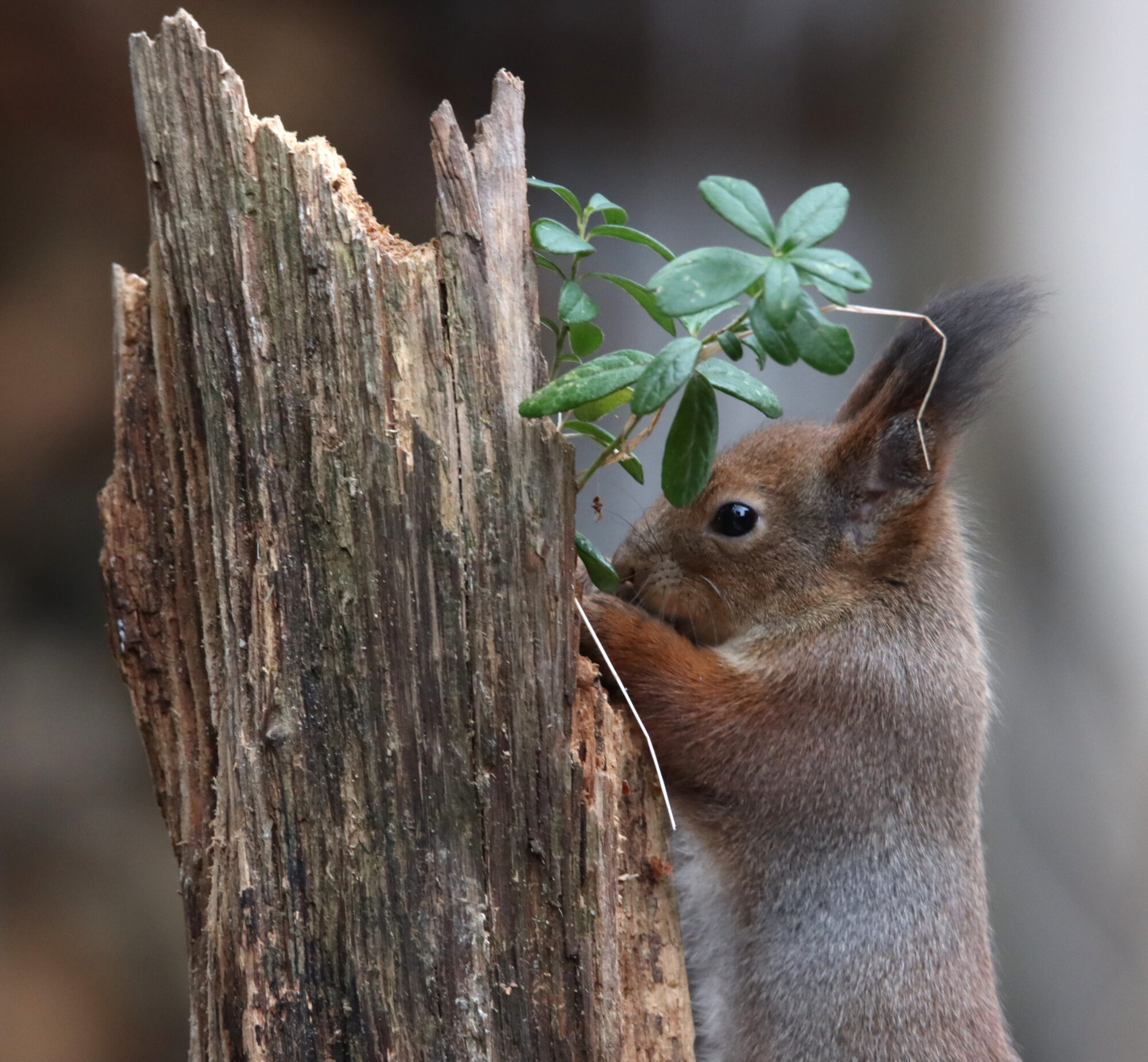 Valokuvaaja: Irja Lehtinen Valokuvaaja: Irja Lehtinen