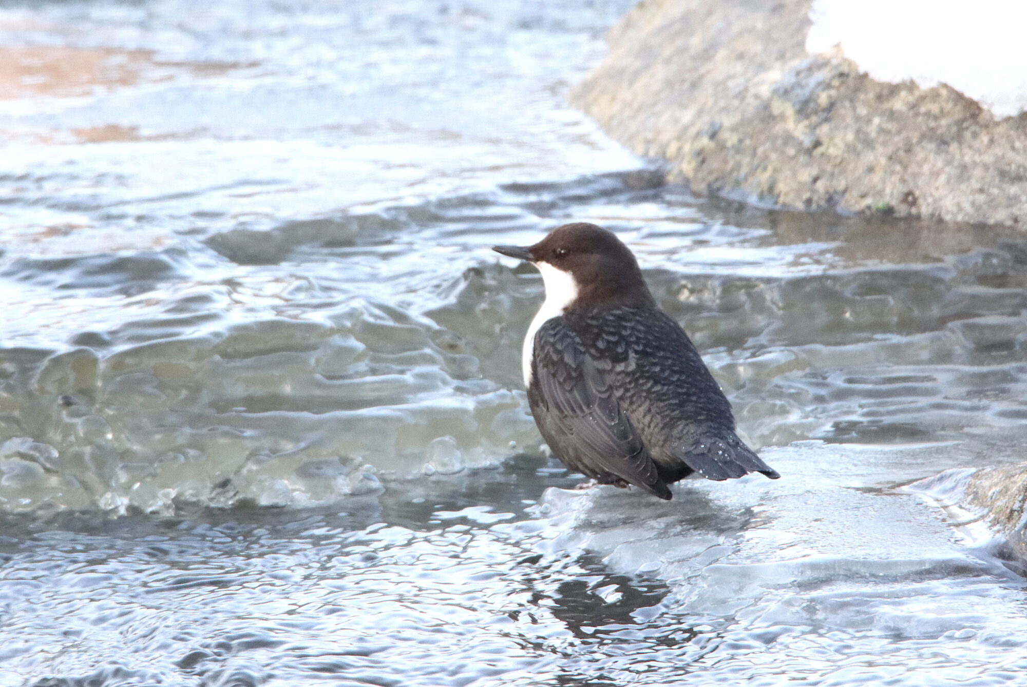 Valokuvaaja: Irja Lehtinen