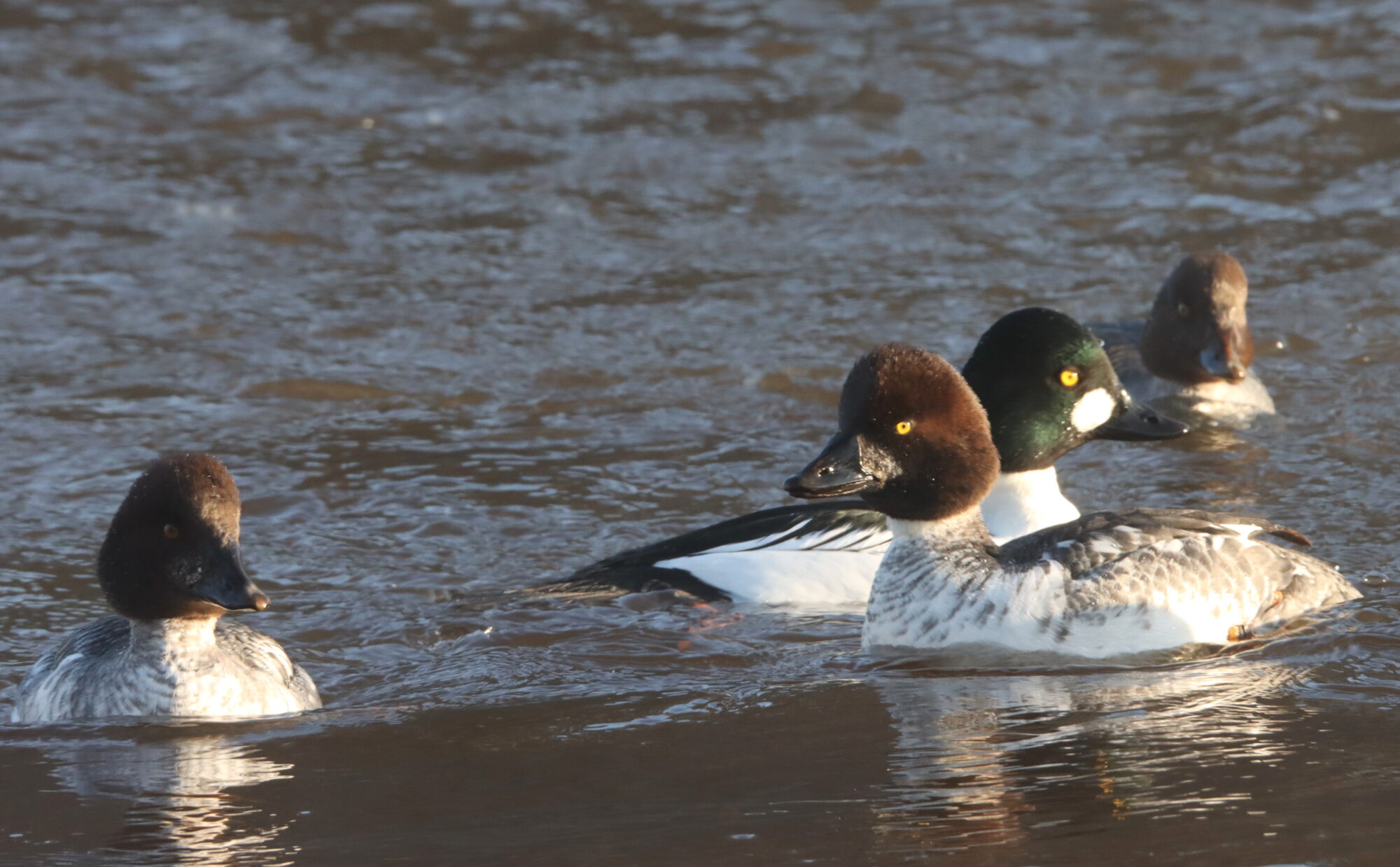 Valokuvaaja: Irja Lehtinen Valokuvaaja: Irja Lehtinen