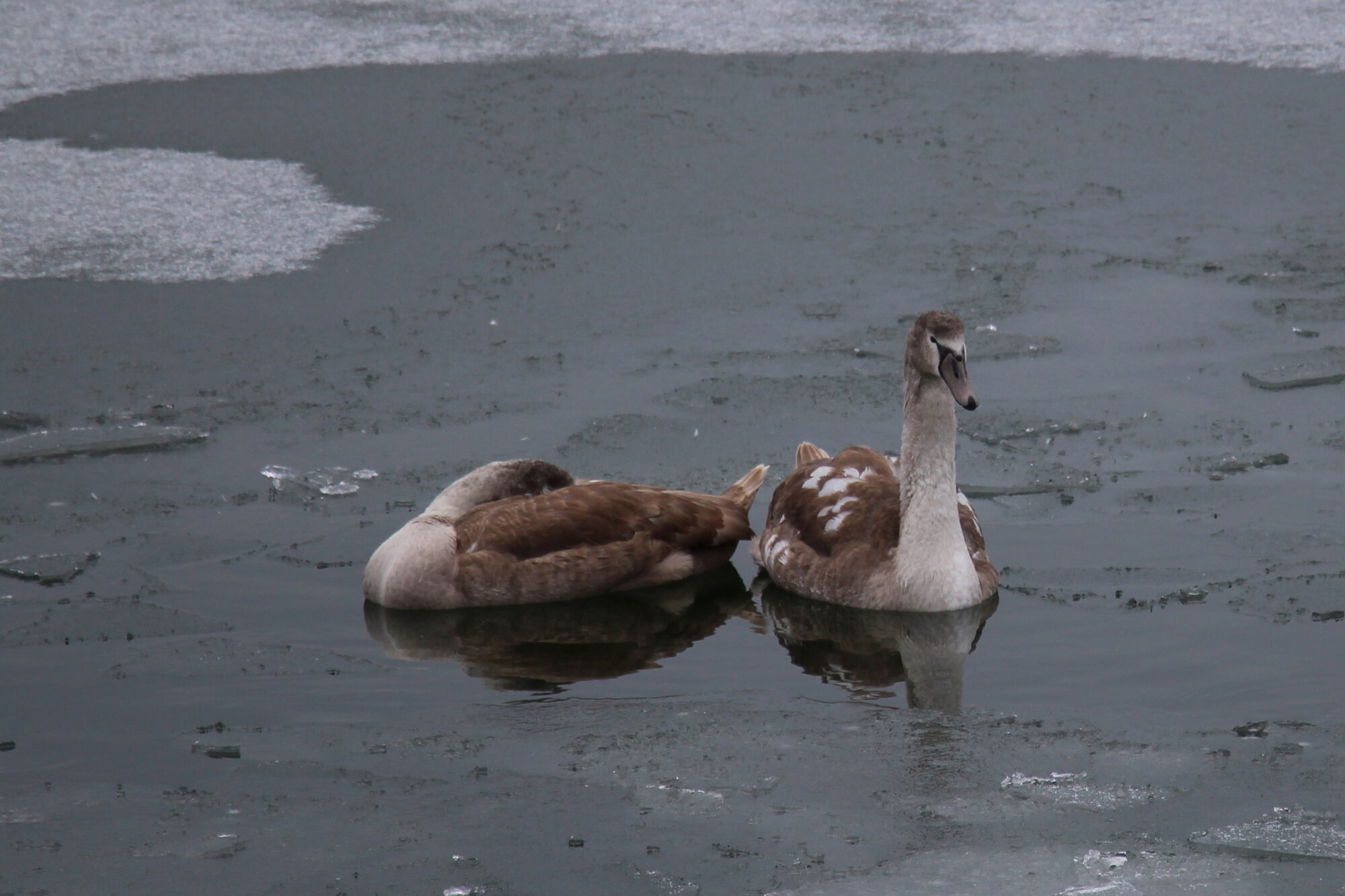 Valokuvaaja: Kirsi-Marja Joenpolvi Valokuvaaja: Kirsi-Marja Joenpolvi