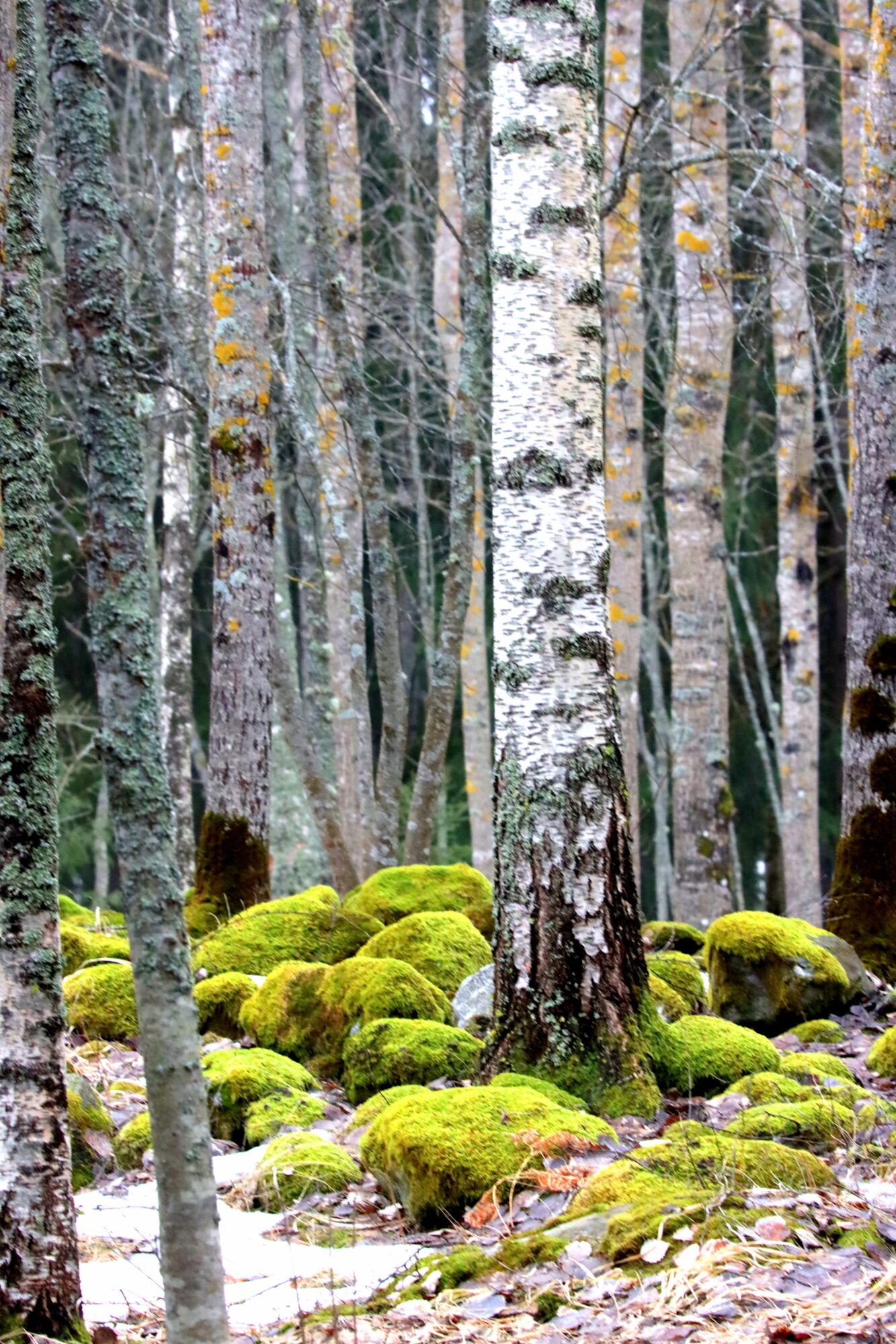 Valokuvaaja: Irja Lehtinen