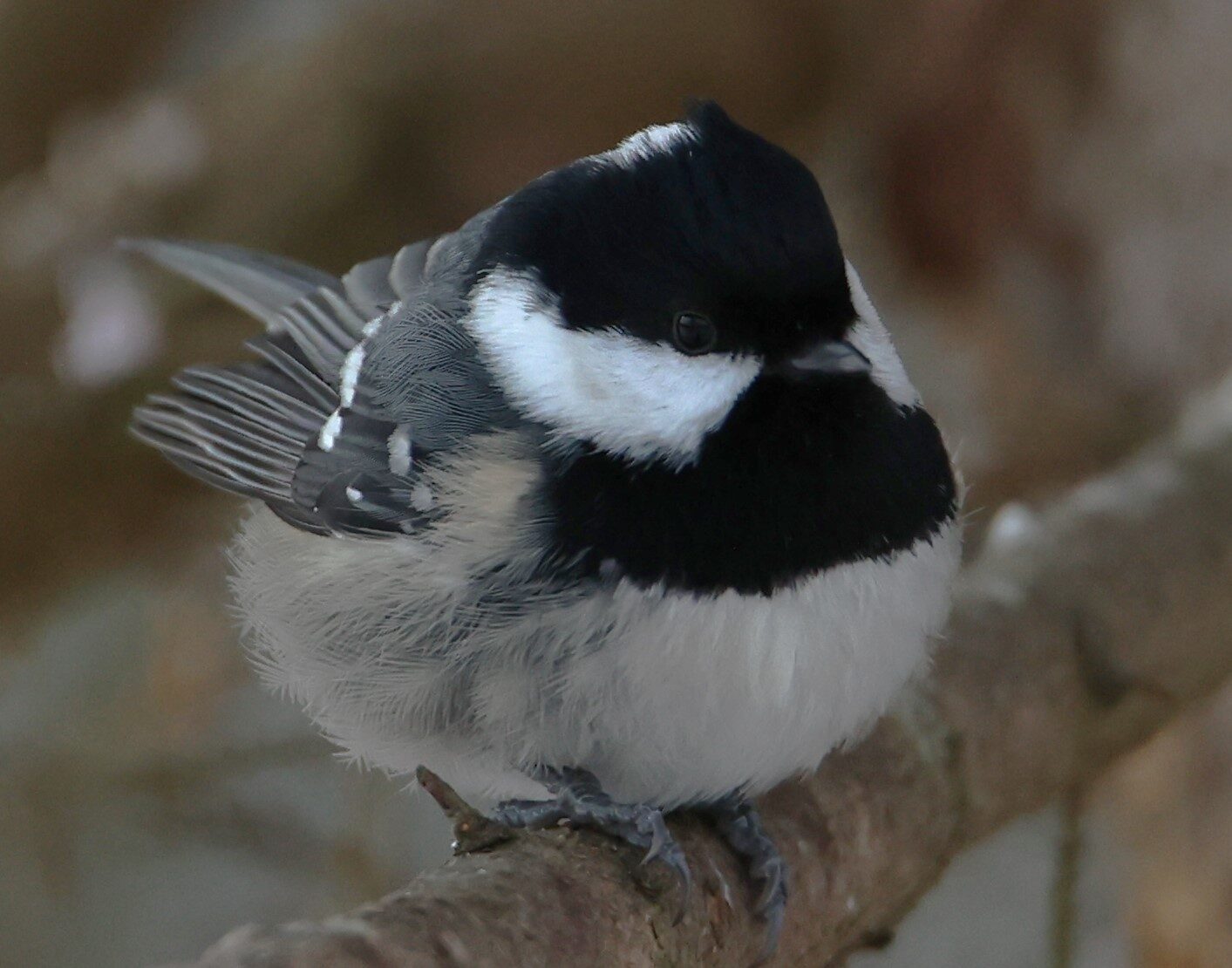 Valokuvaaja: Kaarina Heiskanen