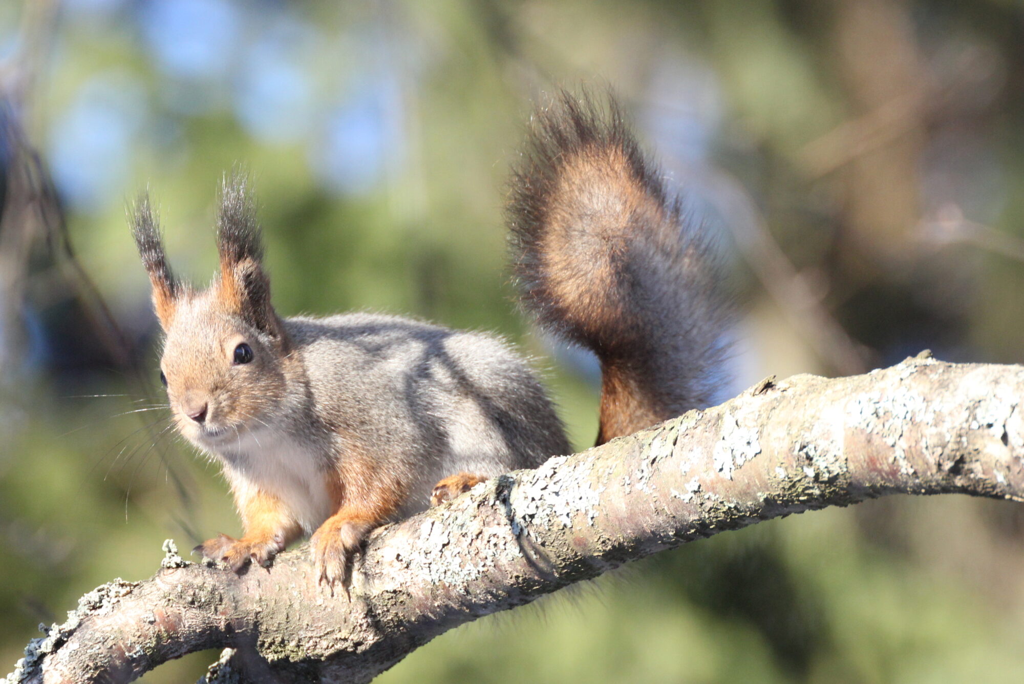 Valokuvaaja: Kaarlo Asikainen