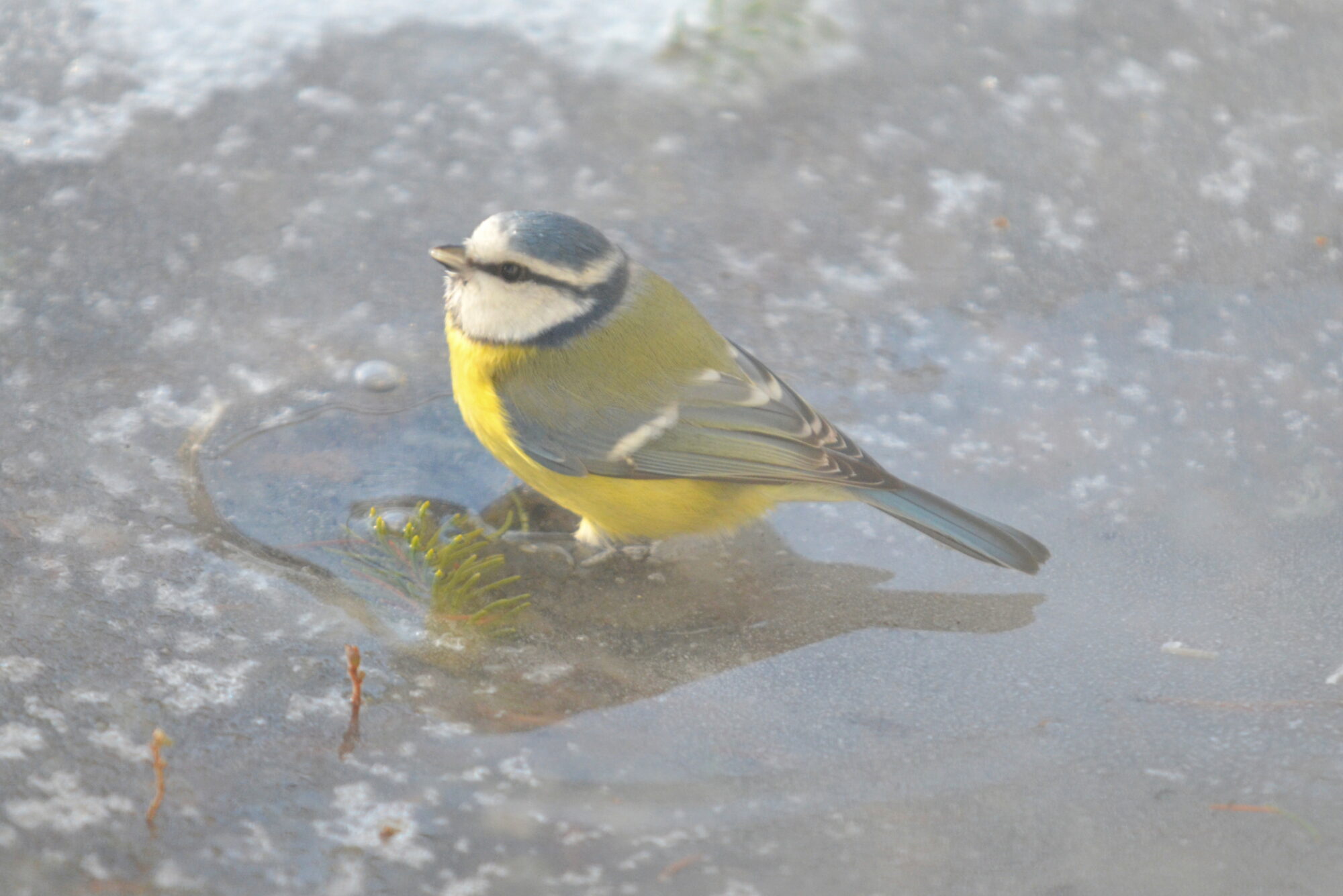 Valokuvaaja: Kaarlo Asikainen Valokuvaaja: Kaarlo Asikainen