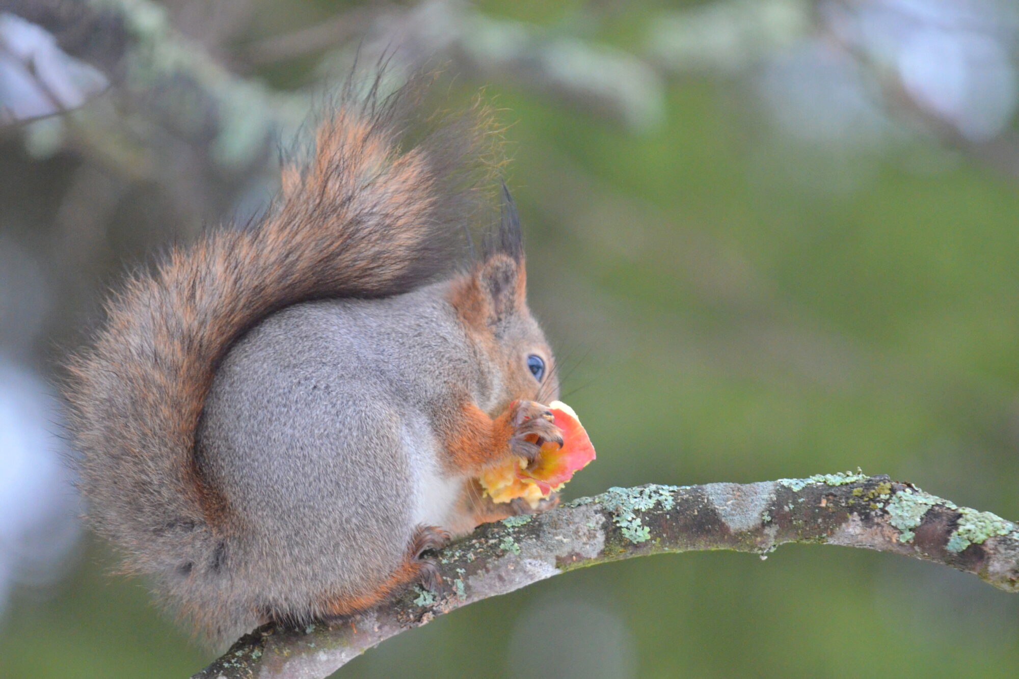Valokuvaaja: Kaarlo Asikainen