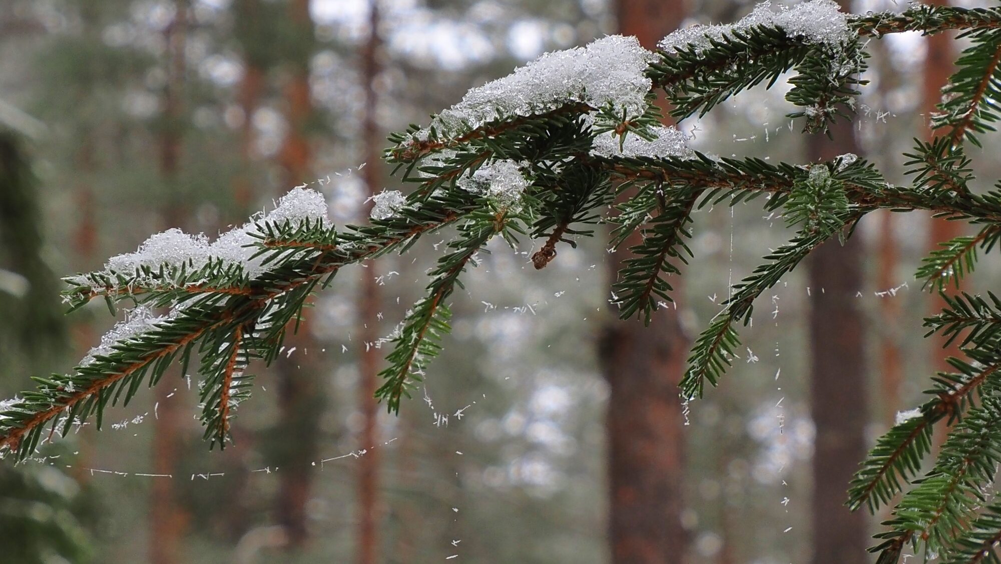 Valokuvaaja: Arja Valtonen