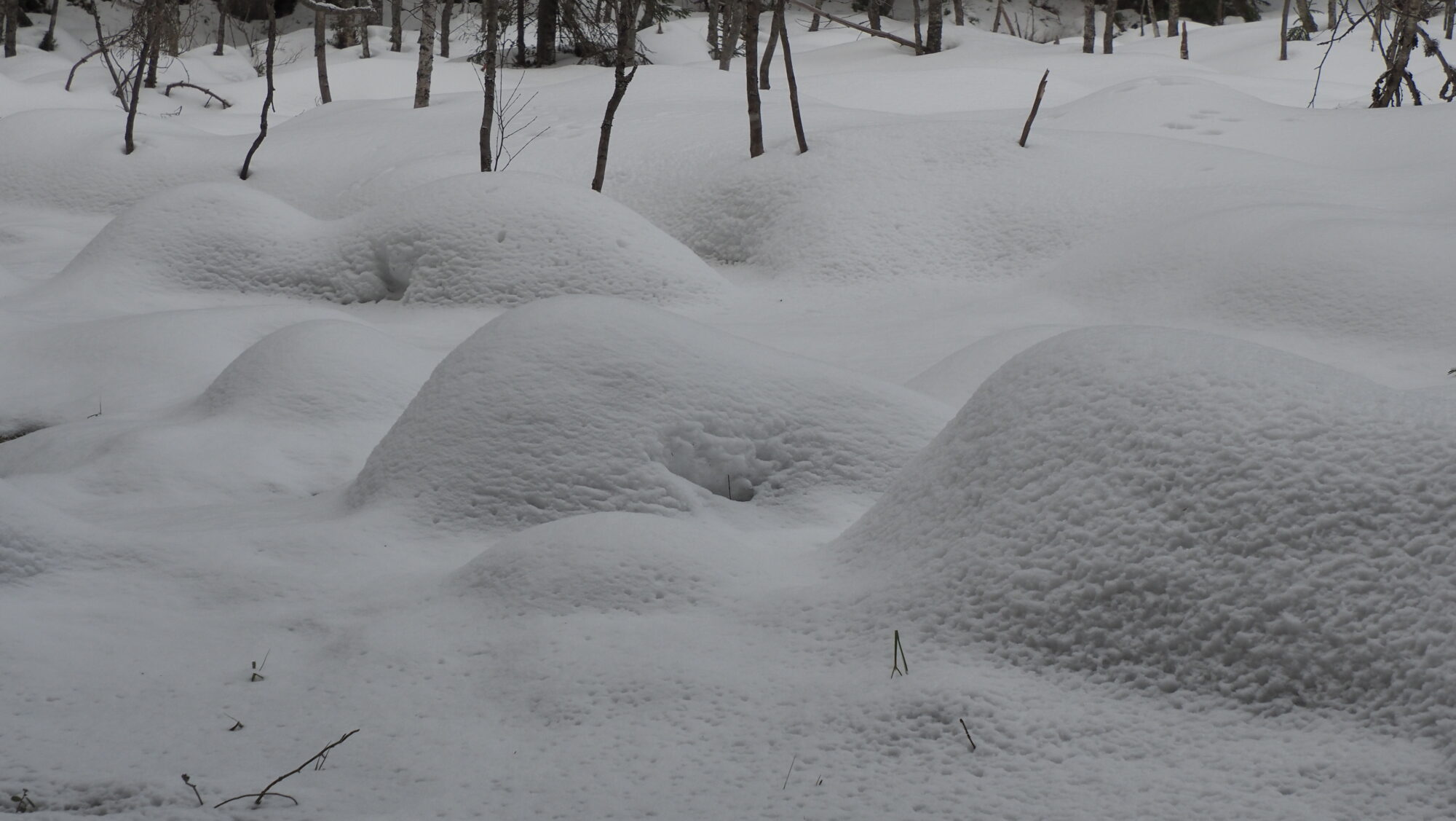 Valokuvaaja: Arja Valtonen