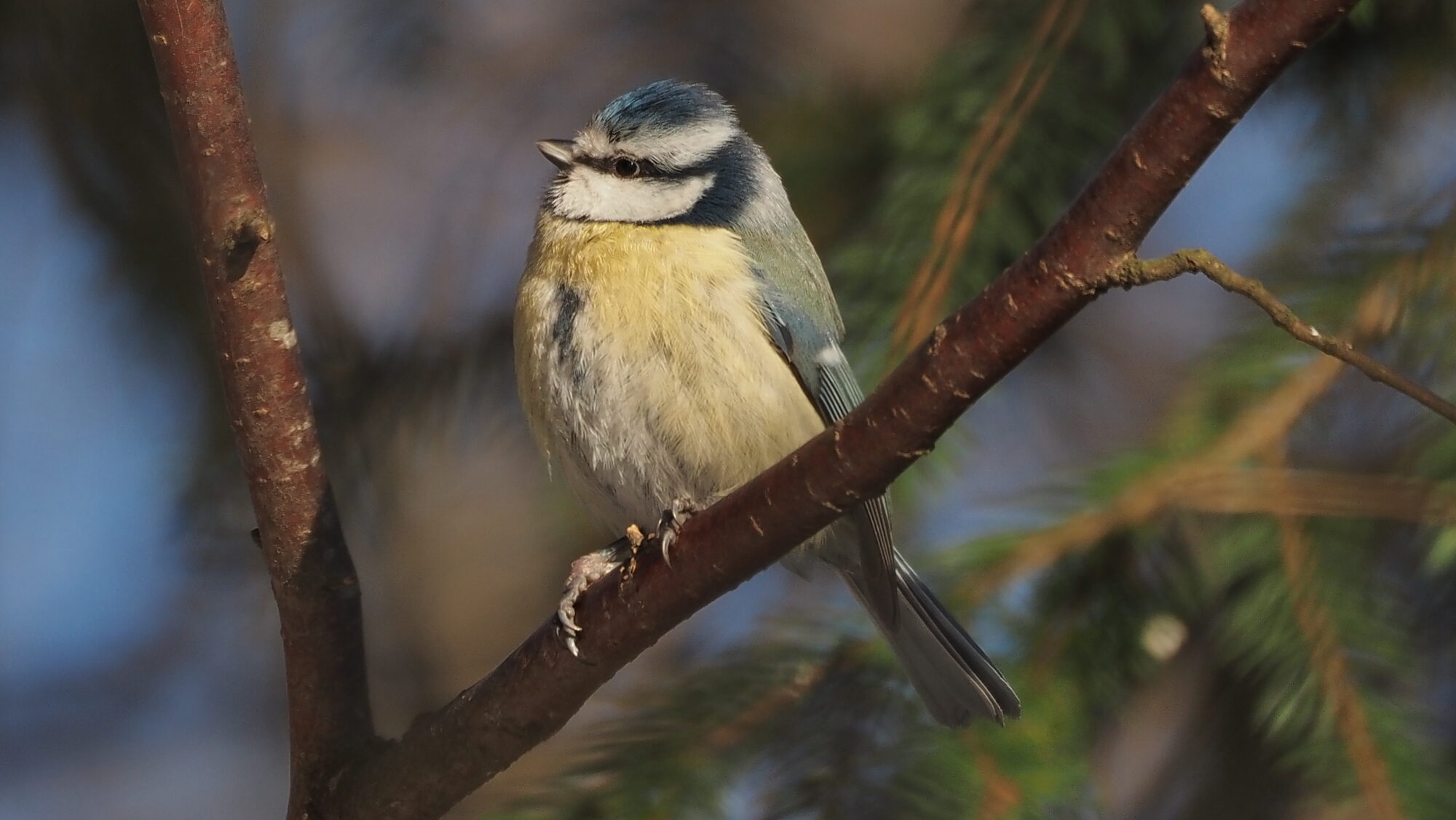 Valokuvaaja: Arja Valtonen