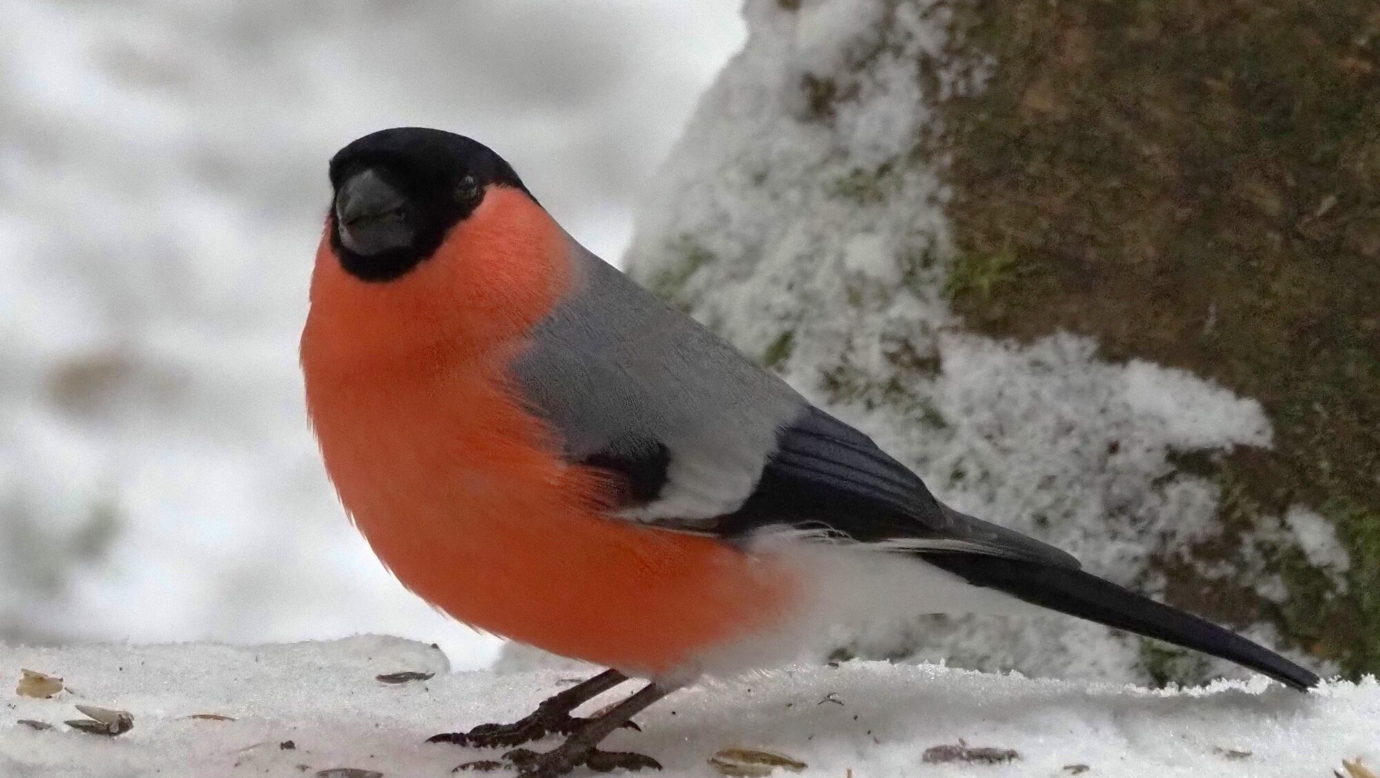 Valokuvaaja: Arja Valtonen