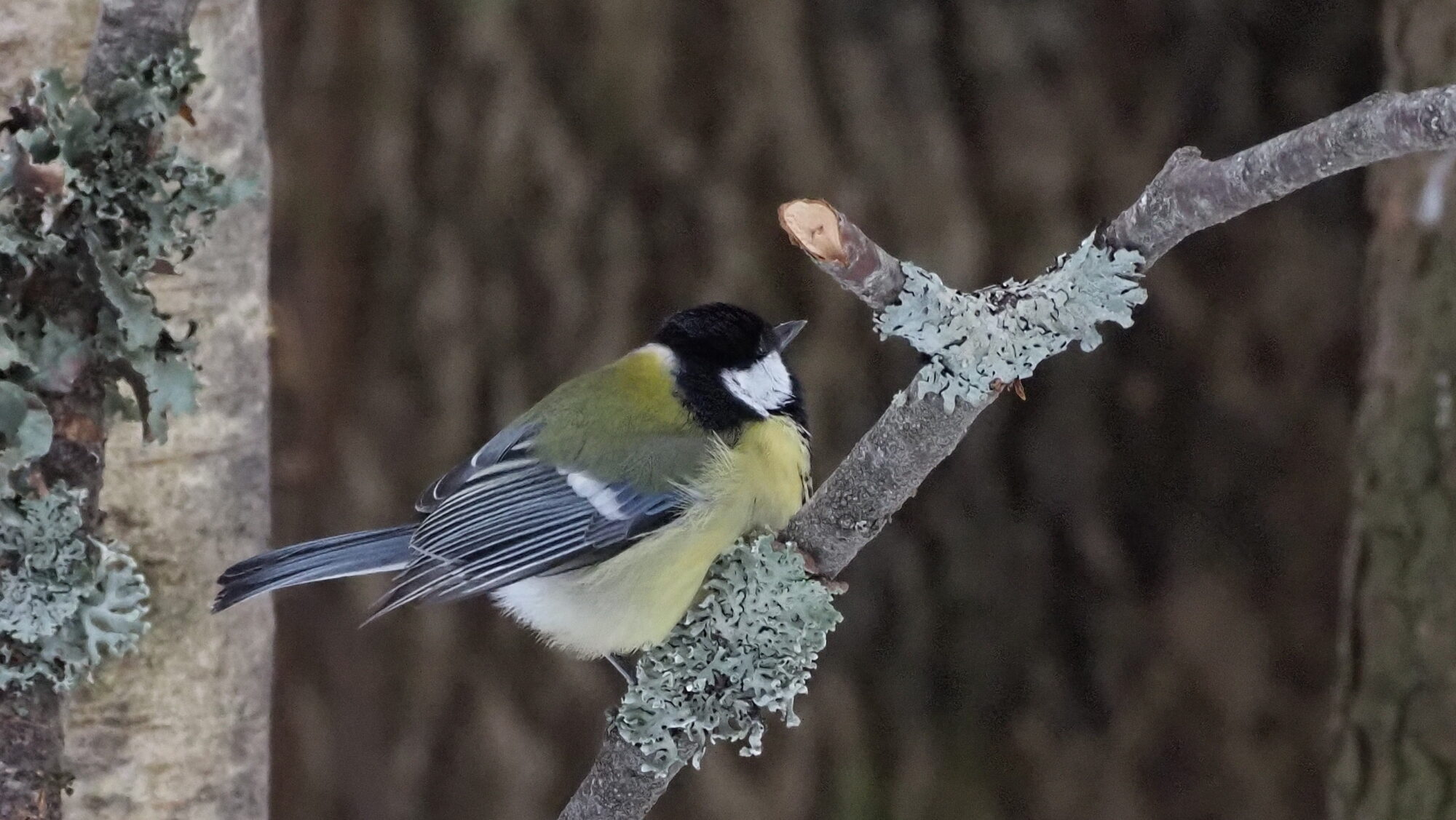Valokuvaaja: Arja Valtonen Valokuvaaja: Arja Valtonen
