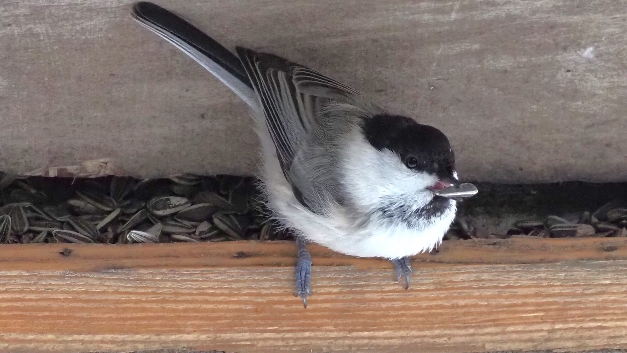 Valokuvaaja: Arja Valtonen