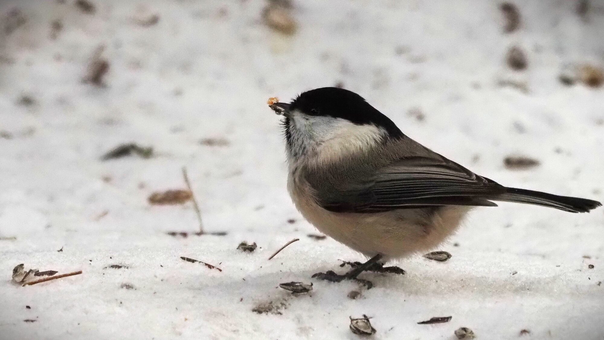 Valokuvaaja: Arja Valtonen