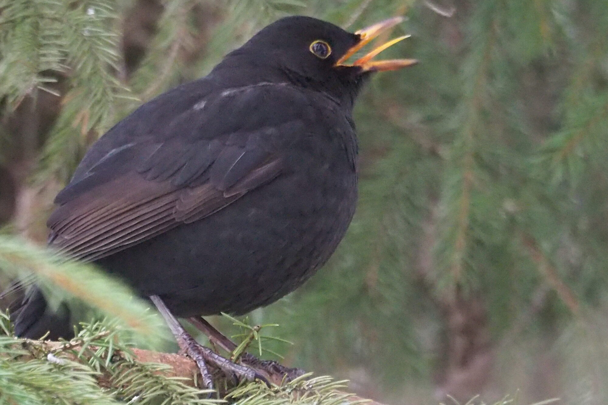 Valokuvaaja: Martti Valtonen