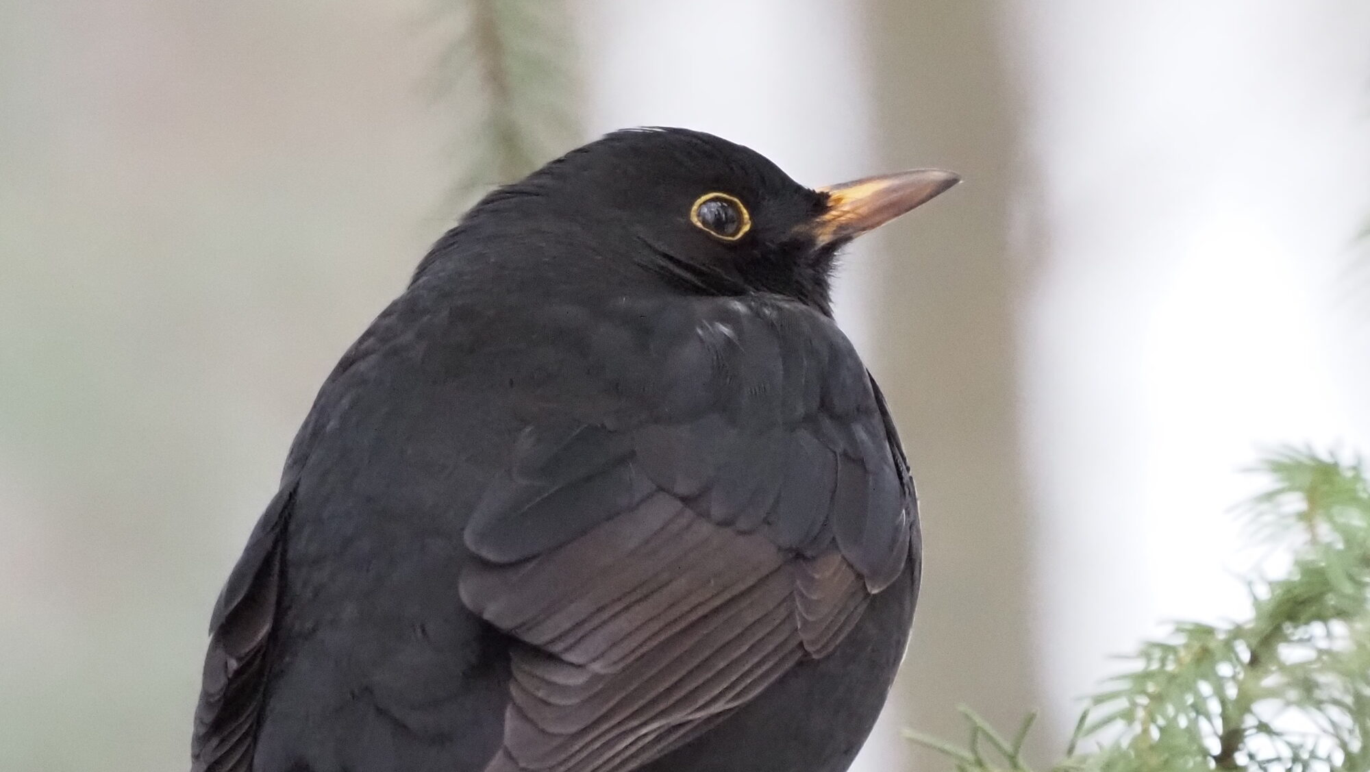 Valokuvaaja: Arja Valtonen