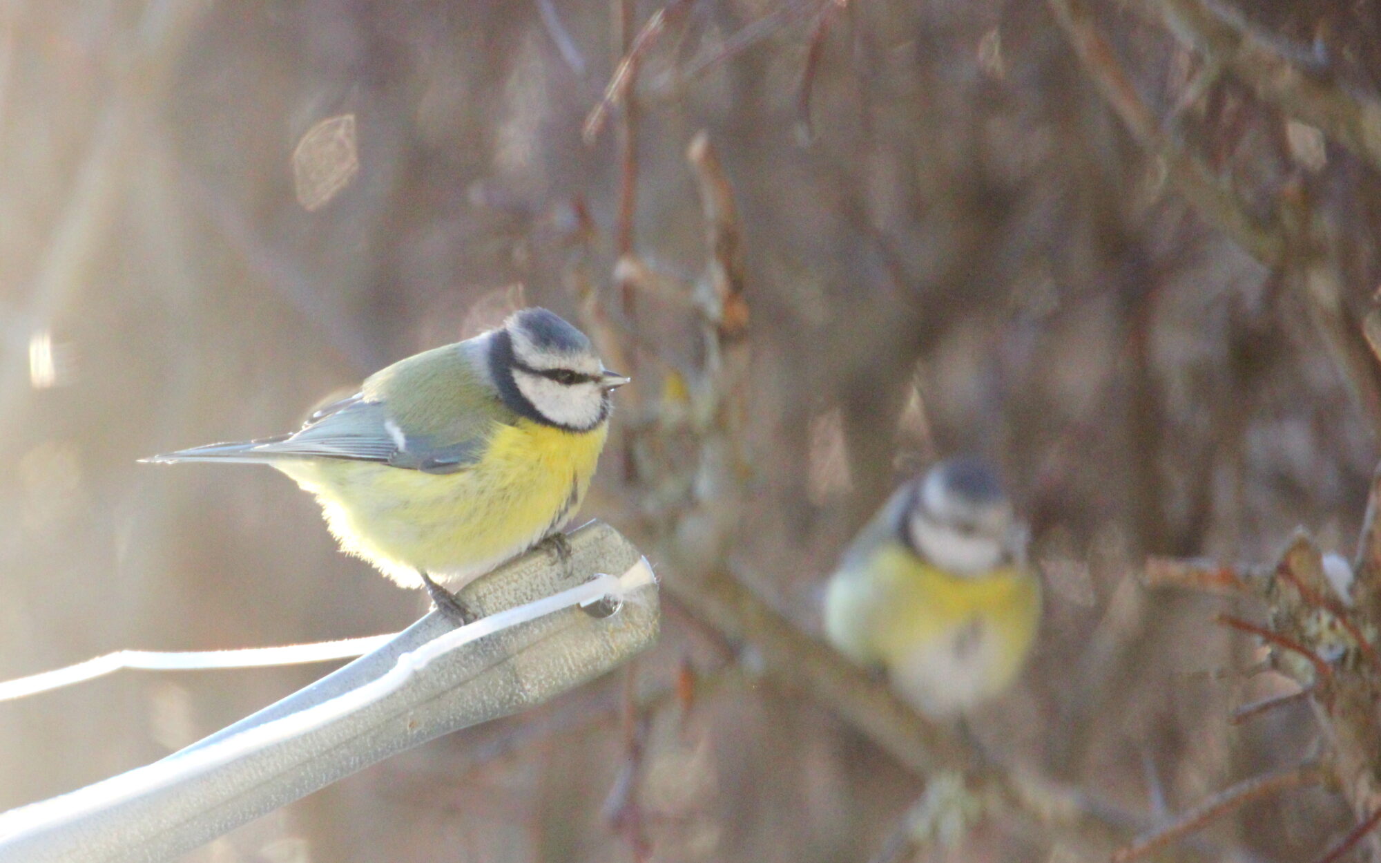 Valokuvaaja: Kaarlo Asikainen