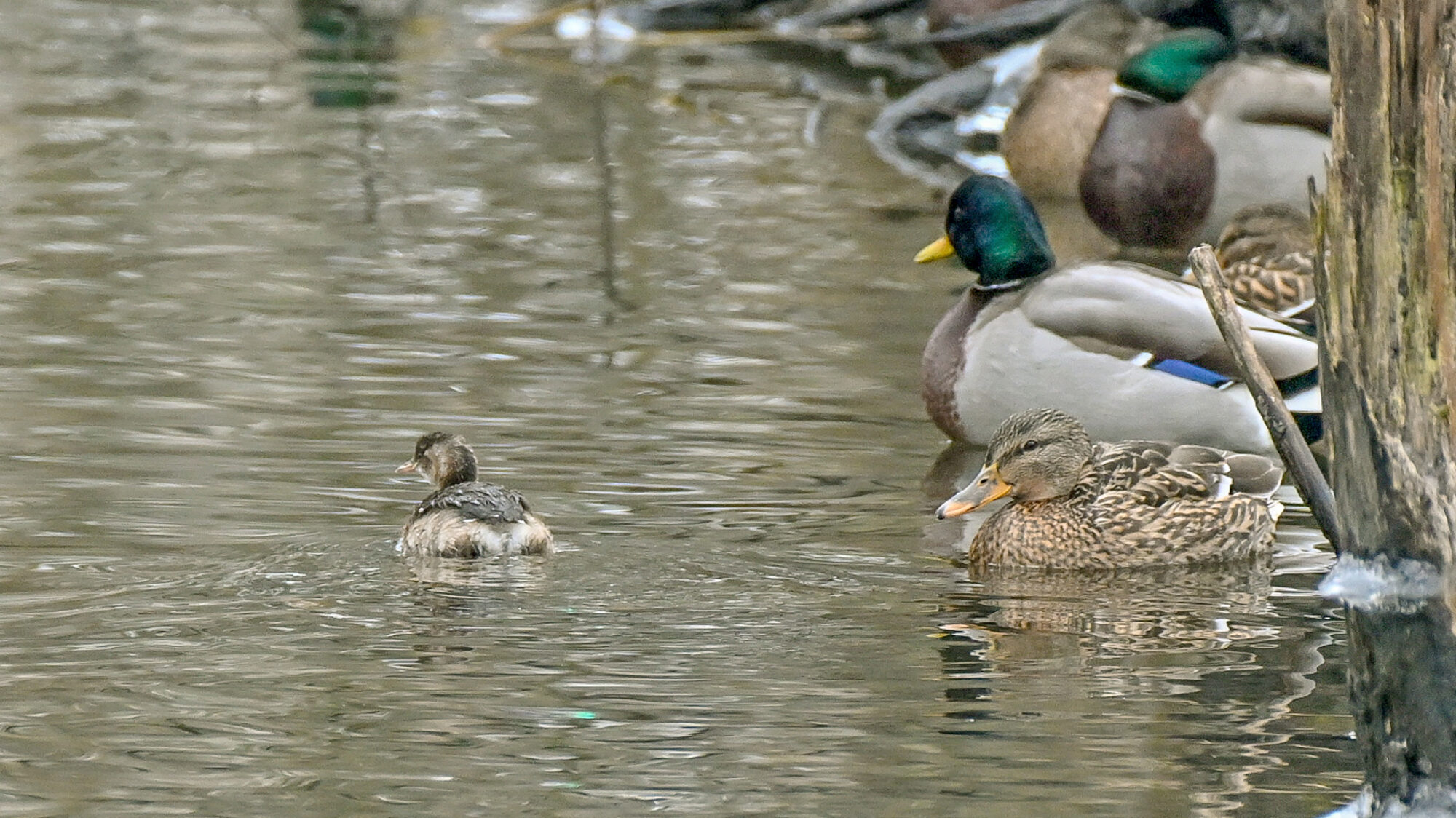 Valokuvaaja: Esko Pihl