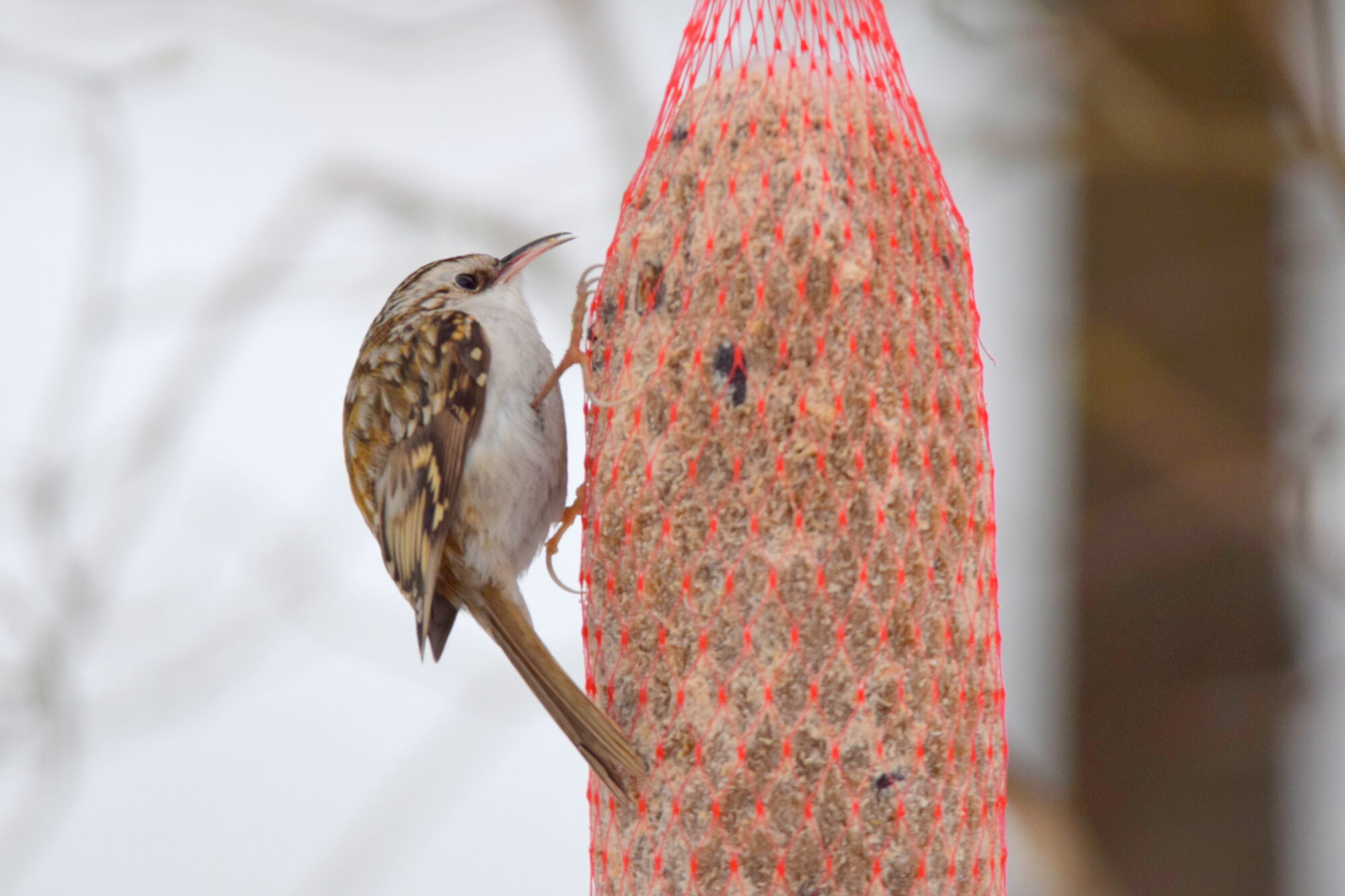 Valokuvaaja: Kaarlo Asikainen