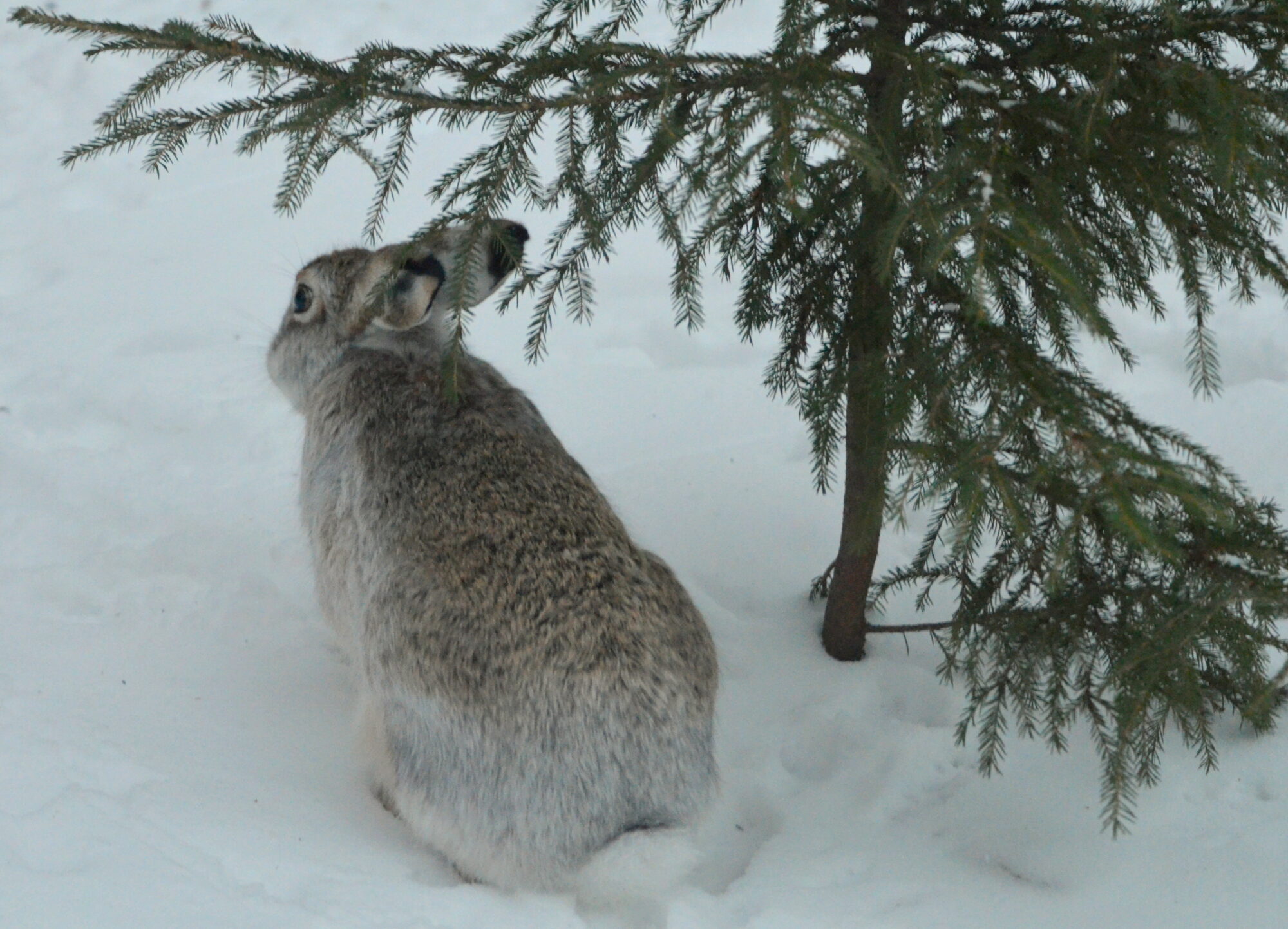 Valokuvaaja: Kaarlo Asikainen