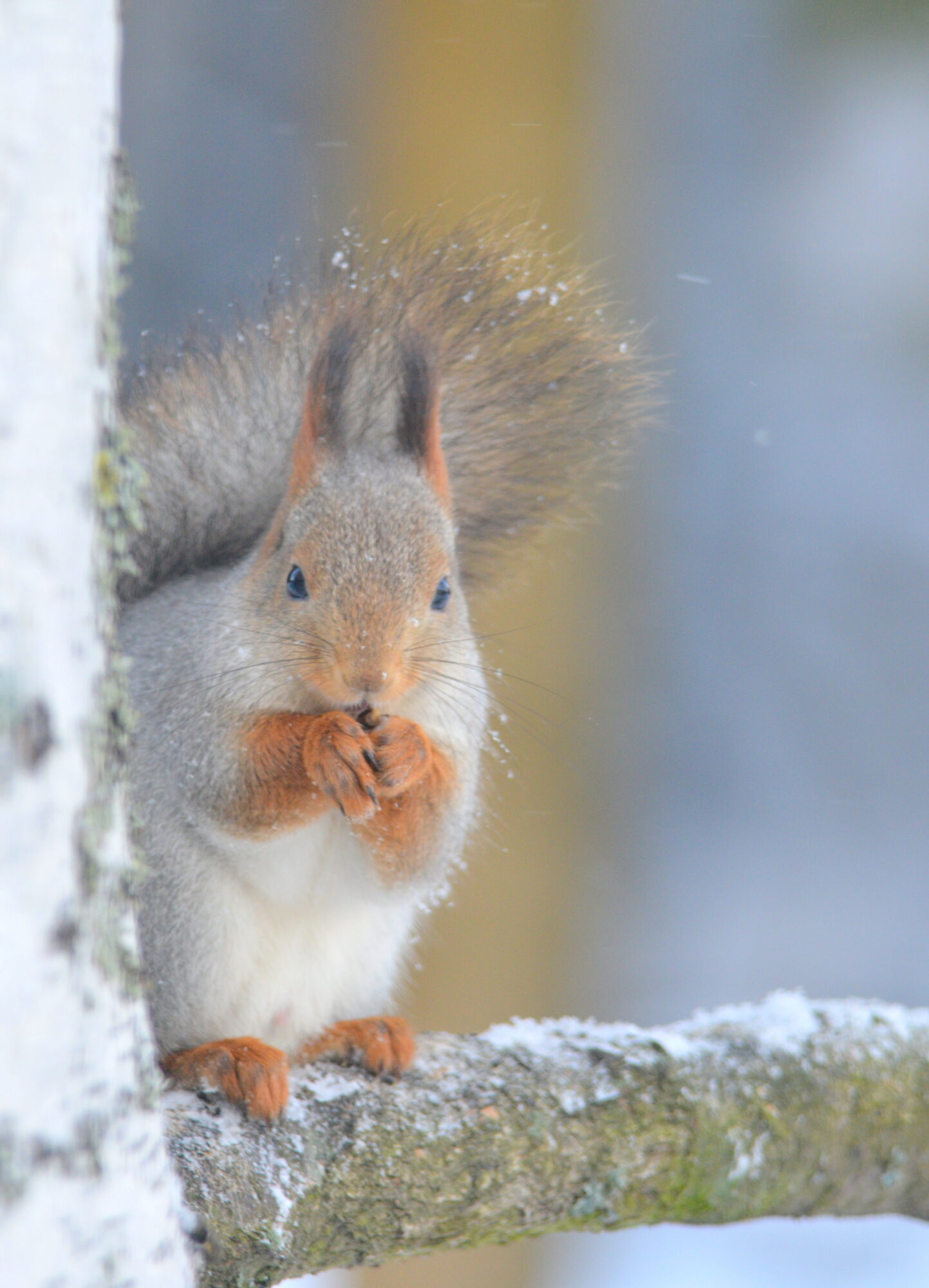 Valokuvaaja: Kaarlo Asikainen