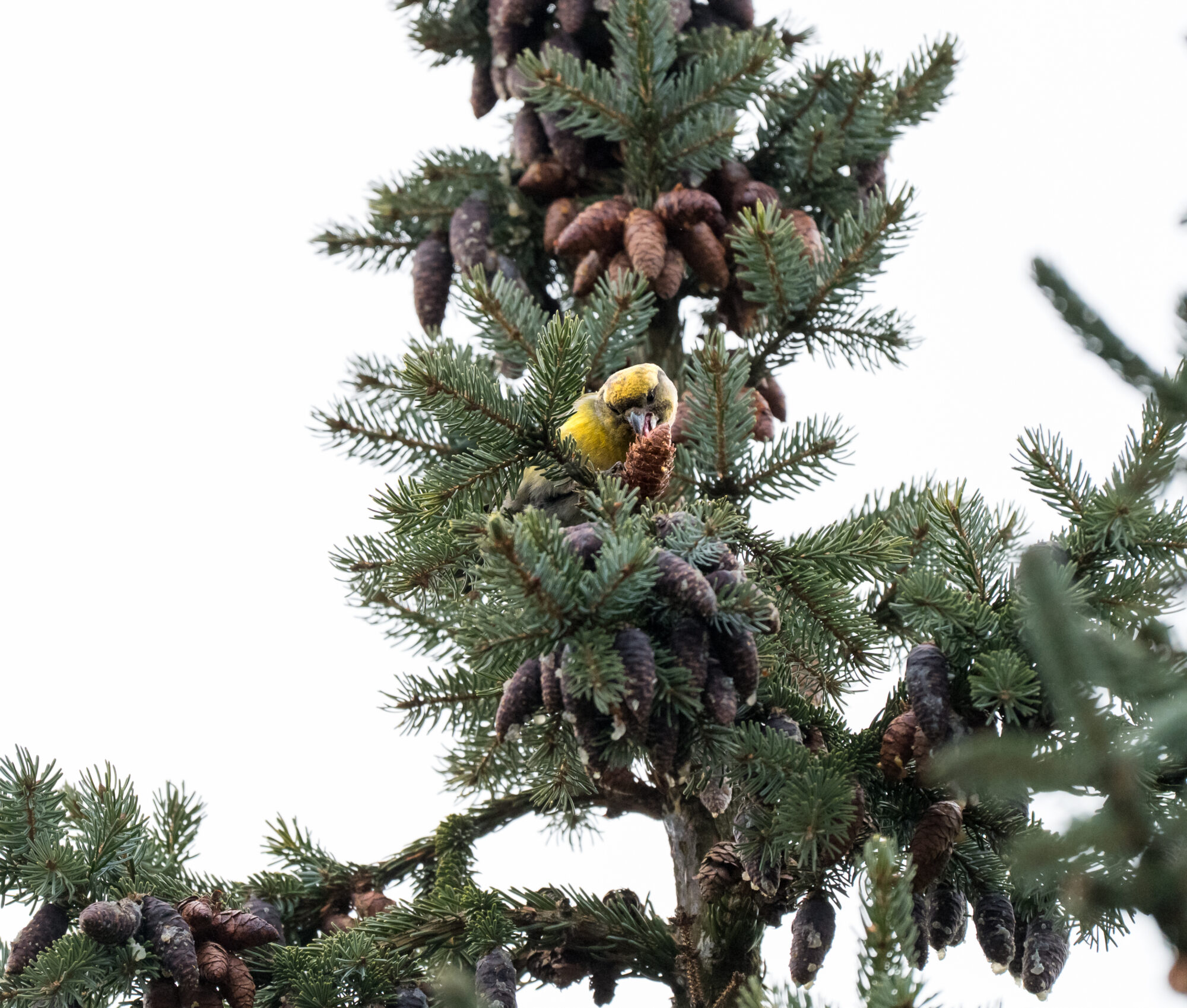 Valokuvaaja: Paul Stevens