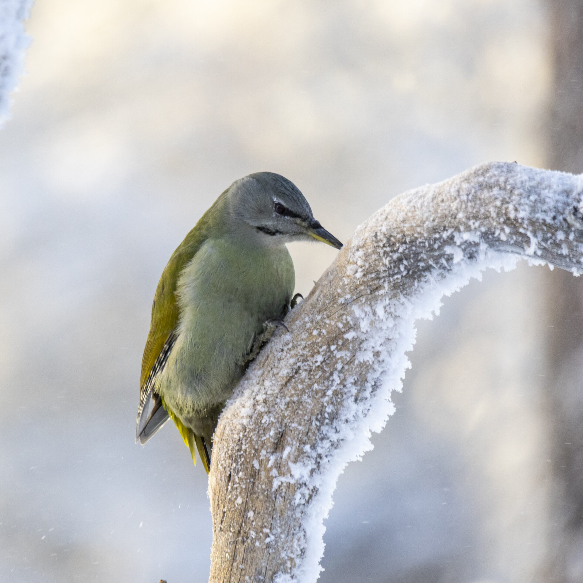 Valokuvaaja: Hannu Tikkanen