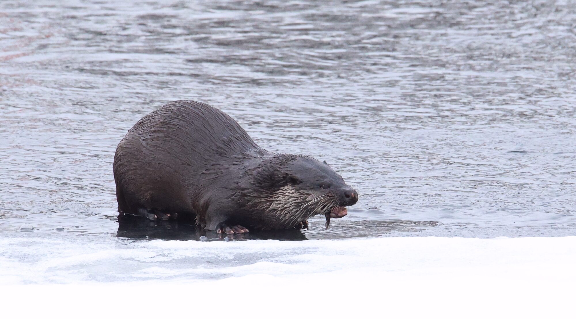 Valokuvaaja: Jaana Saarelainen