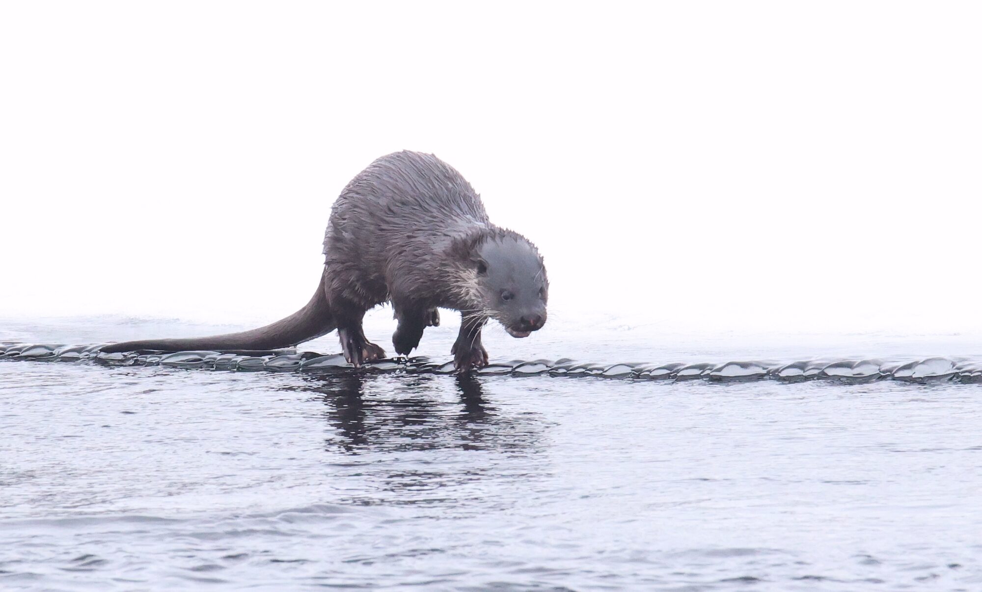 Valokuvaaja: Jaana Saarelainen