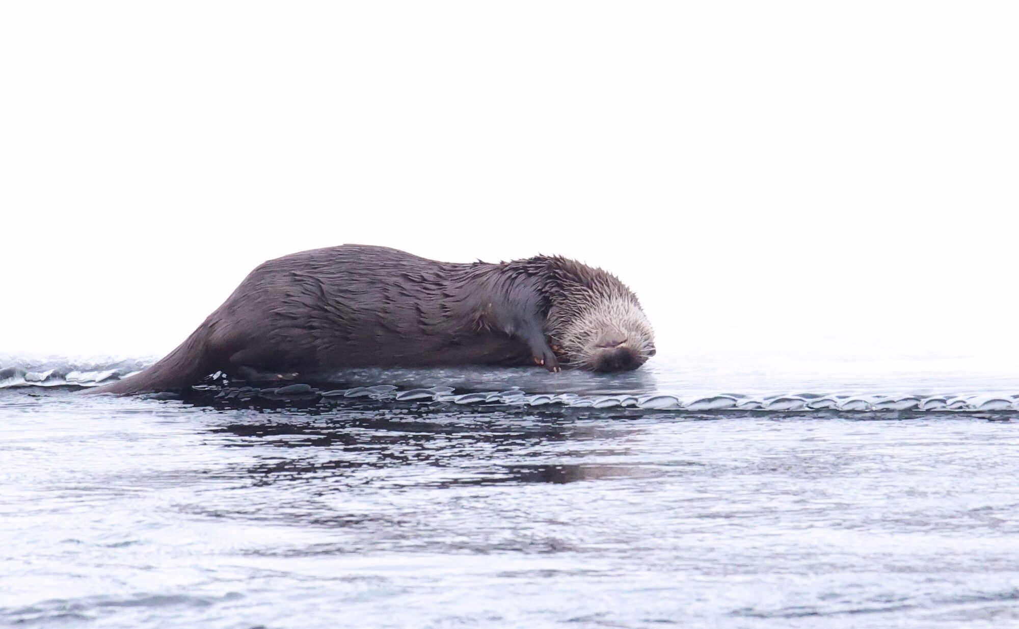 Valokuvaaja: Jaana Saarelainen Valokuvaaja: Jaana Saarelainen