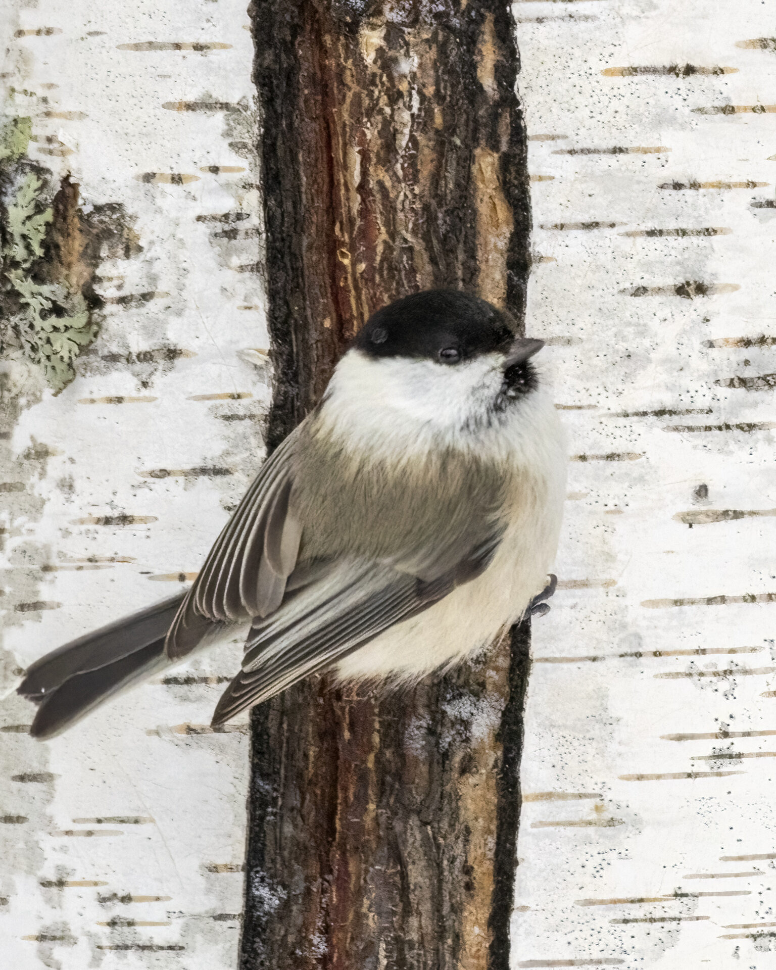 Valokuvaaja: Hannu Tikkanen