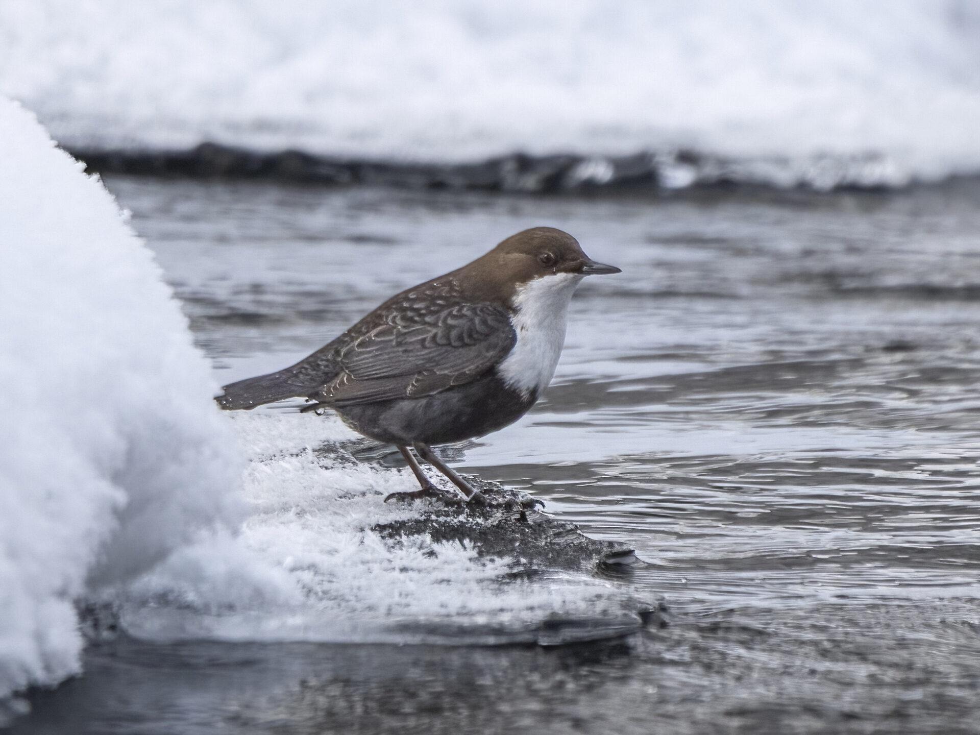 Valokuvaaja: Hannu Tikkanen