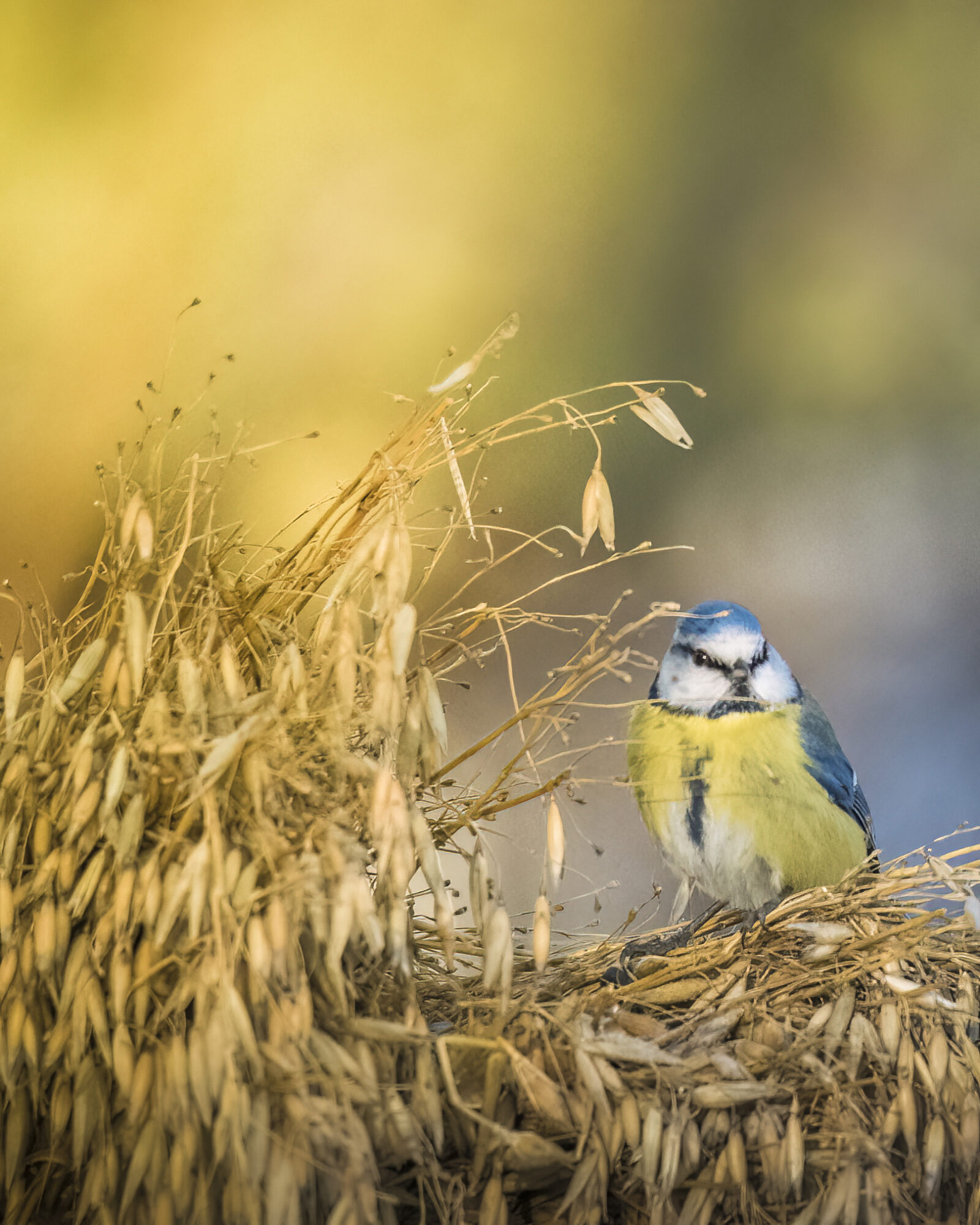 Valokuvaaja: Risto Lavi