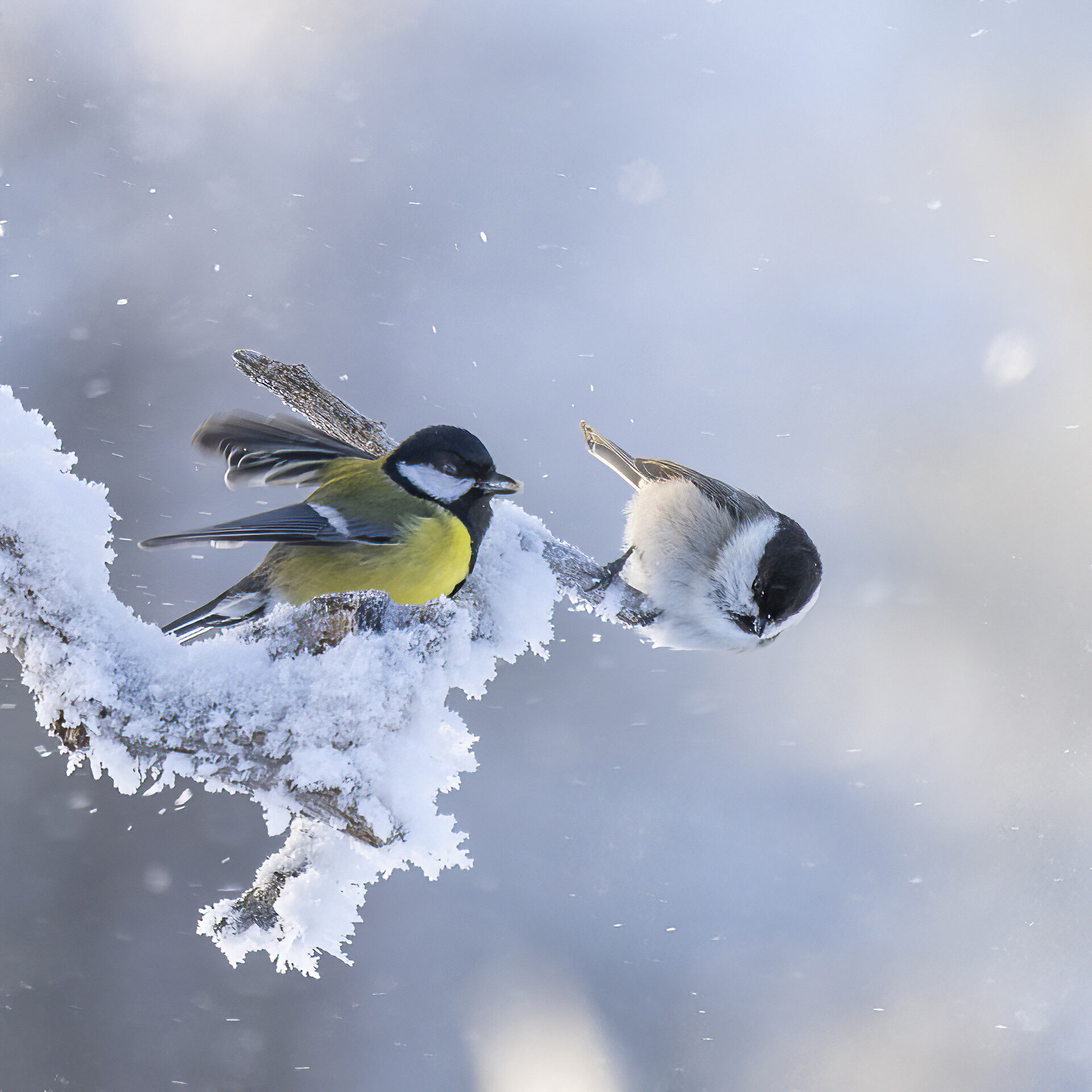 Valokuvaaja: Hannu Tikkanen Valokuvaaja: Hannu Tikkanen