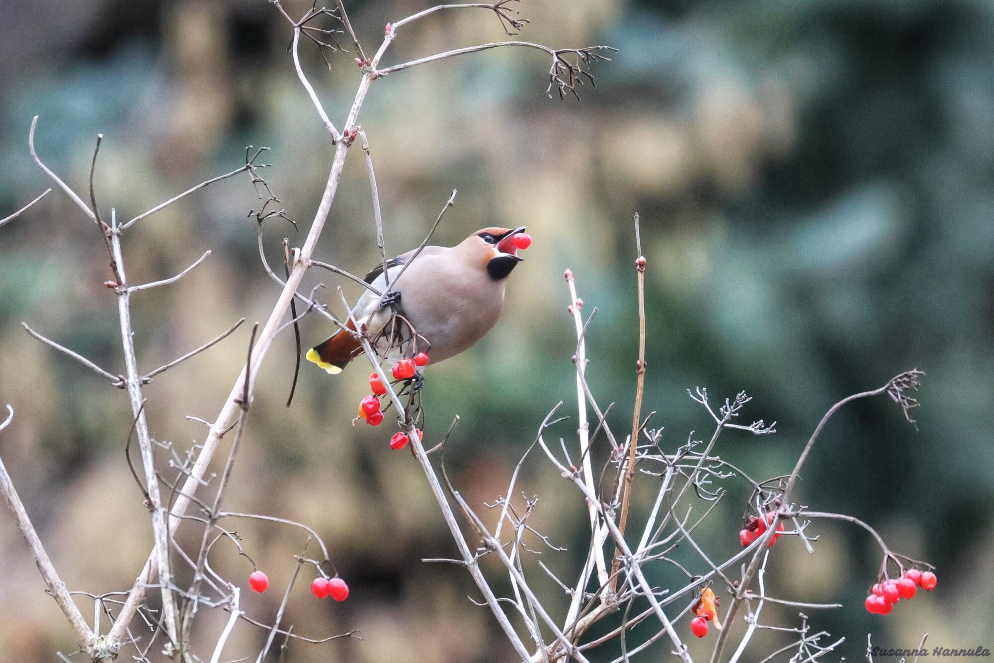 Valokuvaaja: Susanna Hannula Valokuvaaja: Susanna Hannula