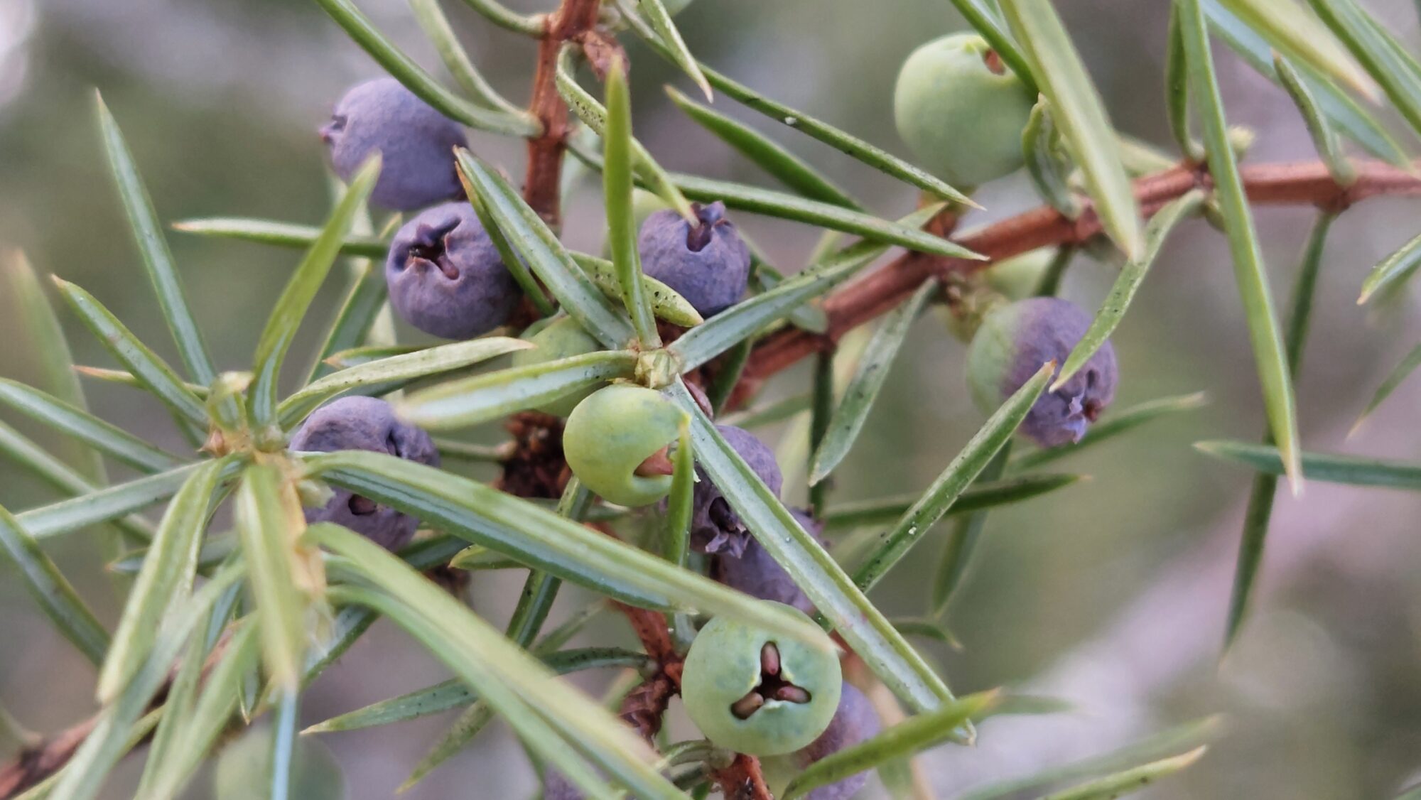 Valokuvaaja: Tarja Naukkarinen
