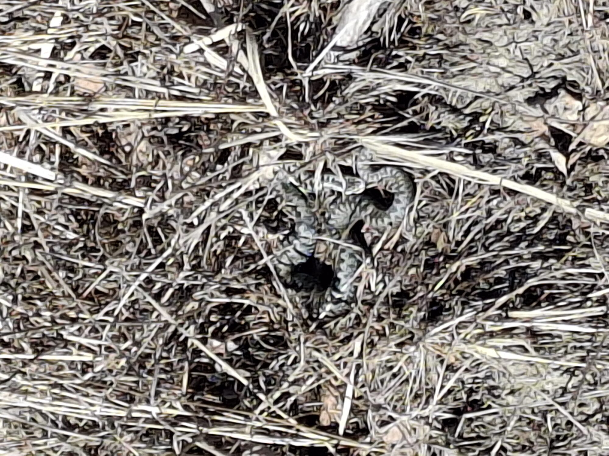 Valokuvaaja: Satu Suuntala Valokuvaaja: Satu Suuntala