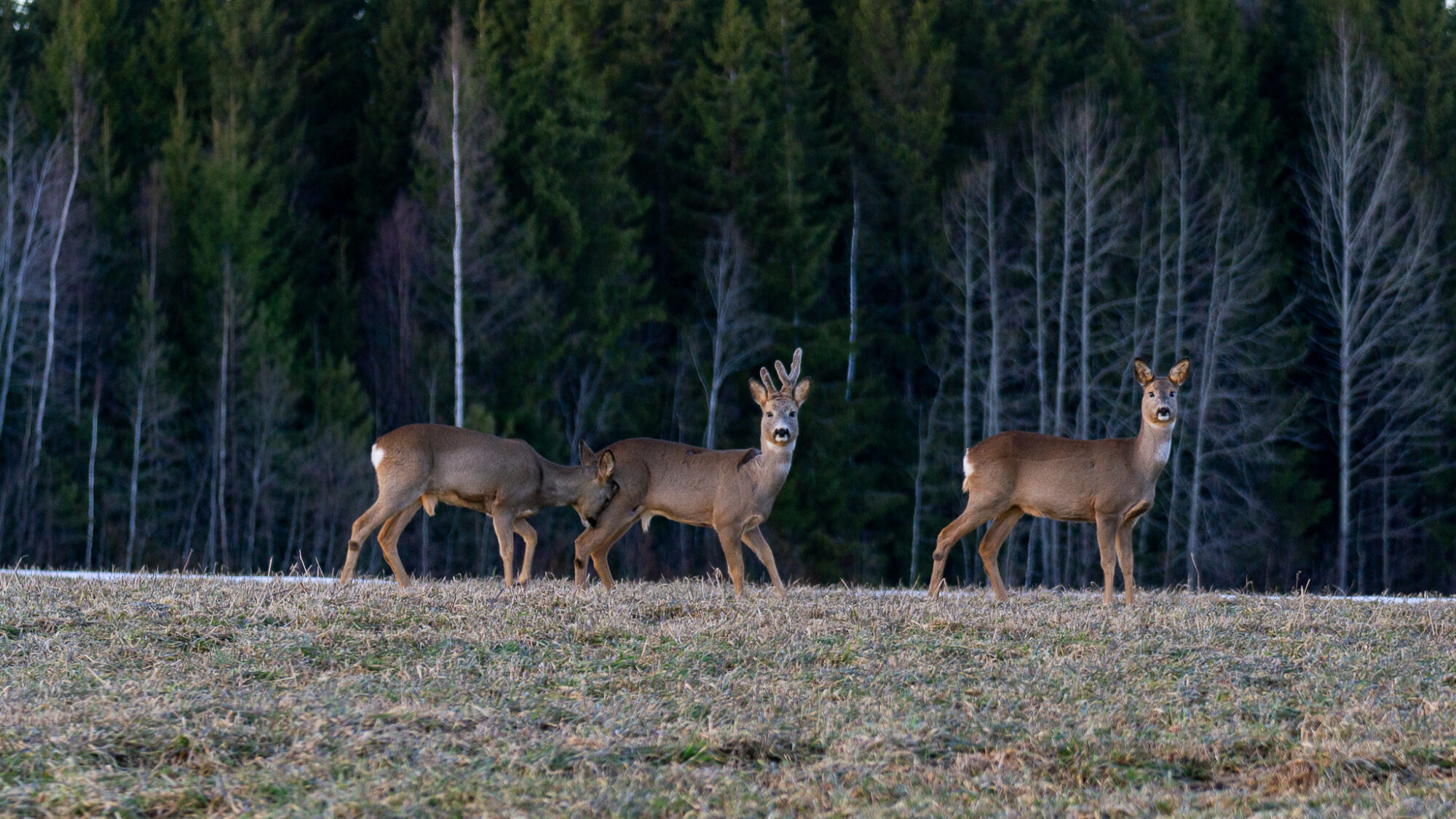 Valokuvaaja: Helena Minkkilä